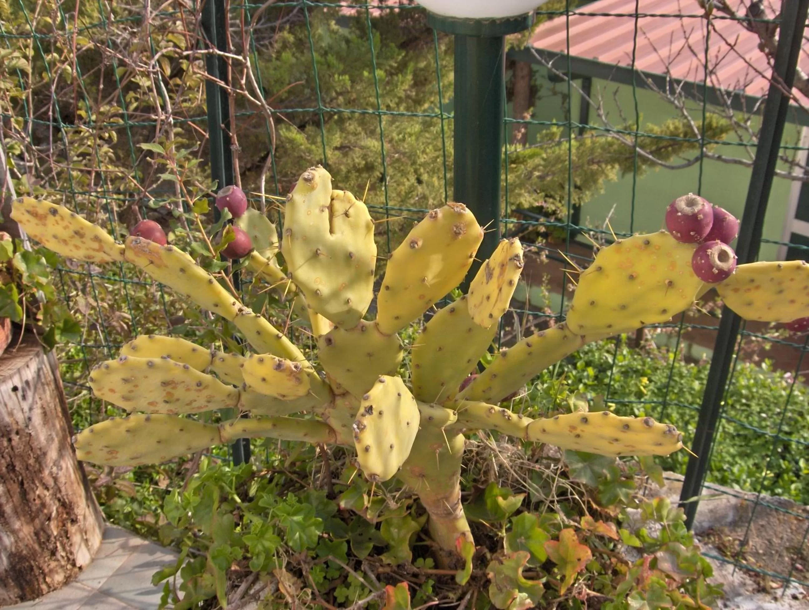 Day in Pensione San Michele