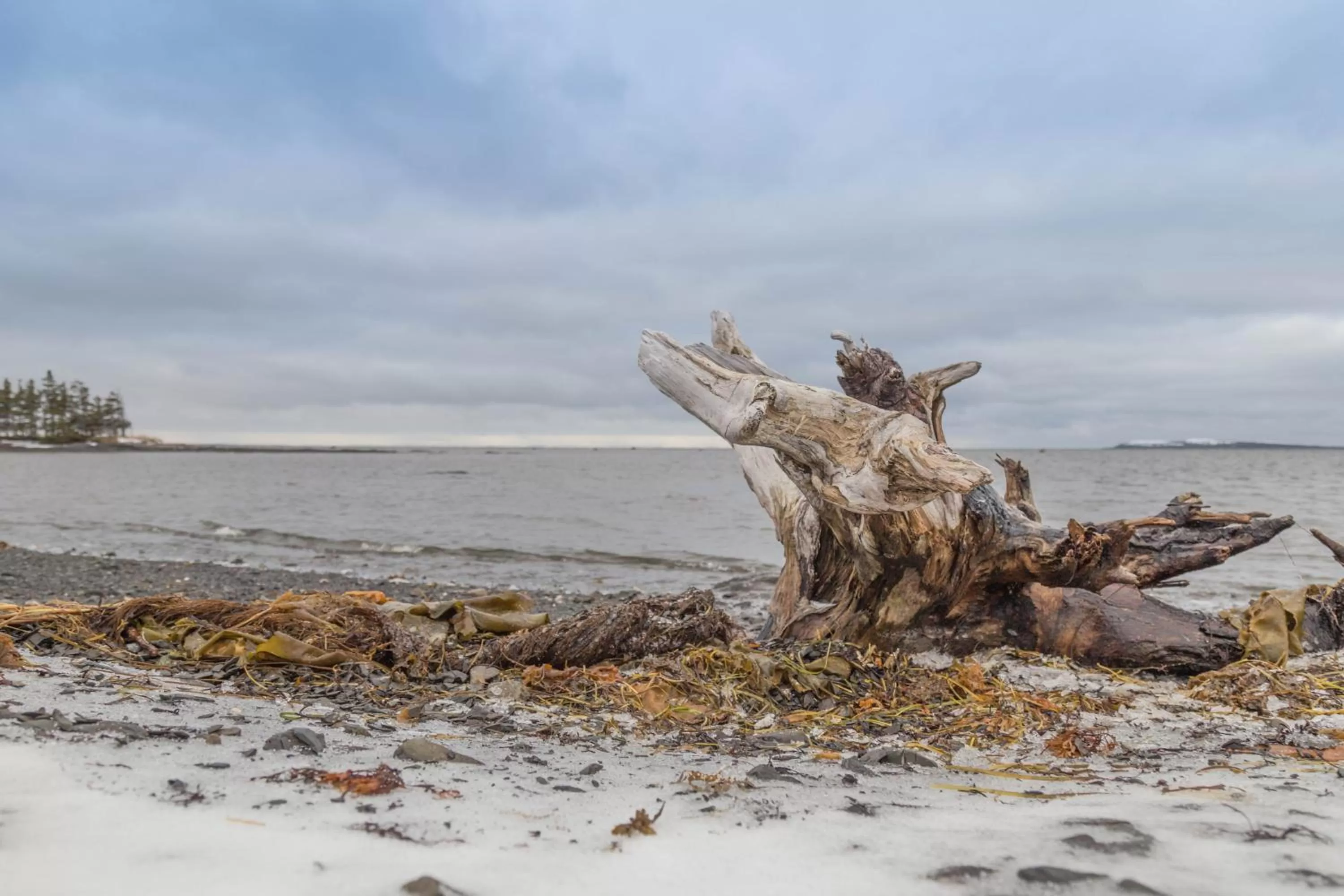 Beach, Other Animals in Viking Lodge Motel