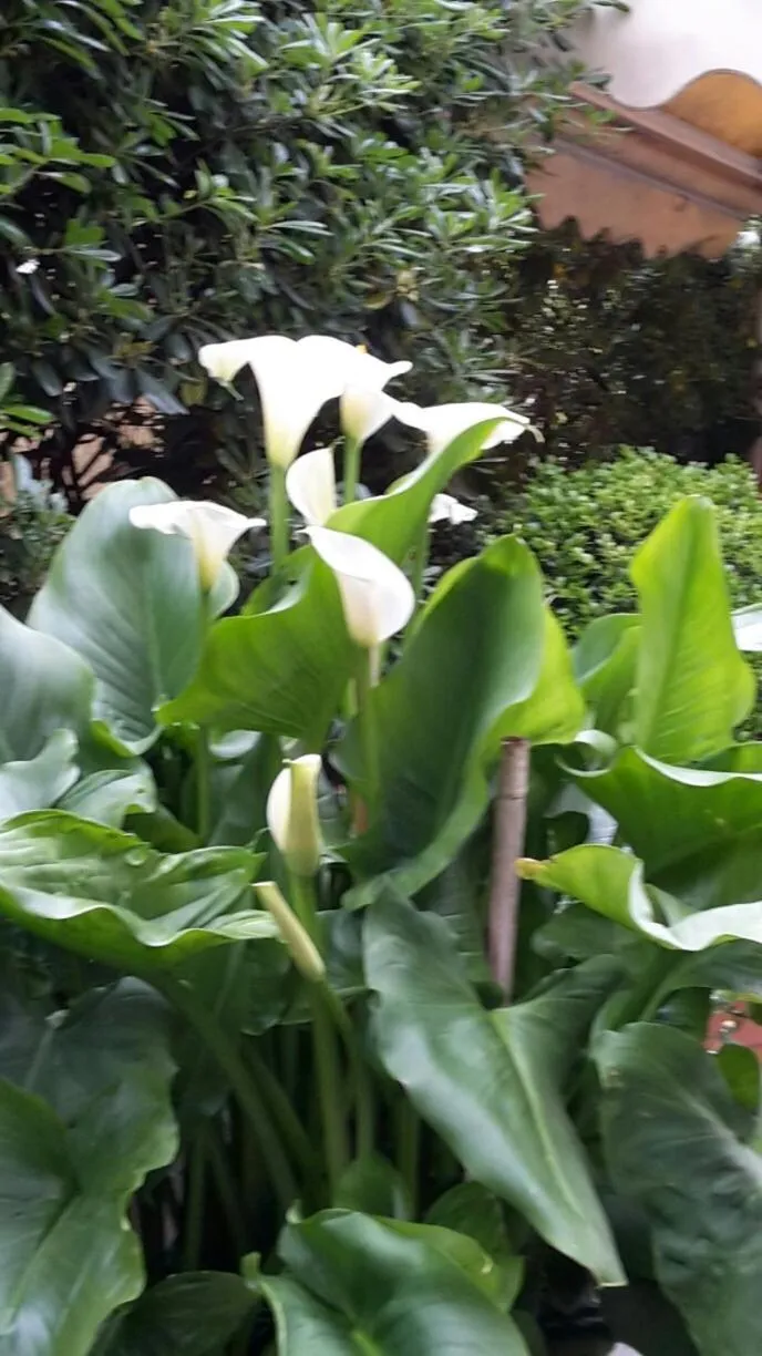 Garden in ACasaMia WelcHome Hotel