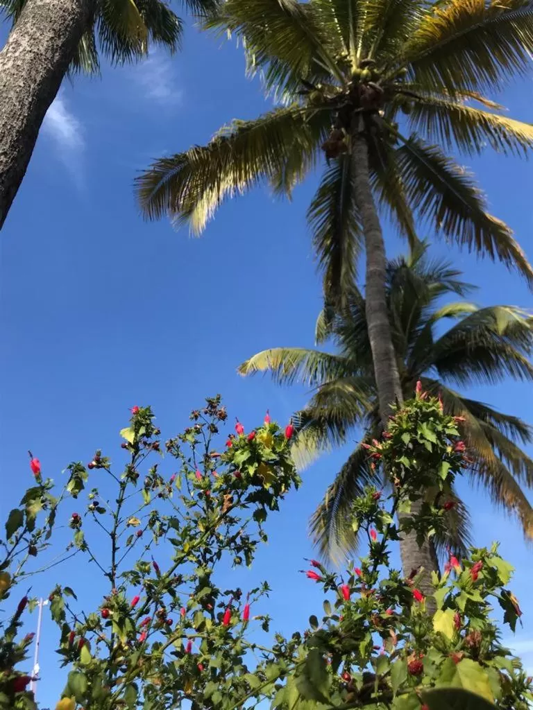 Garden in Hotel Posada Señor Mañana