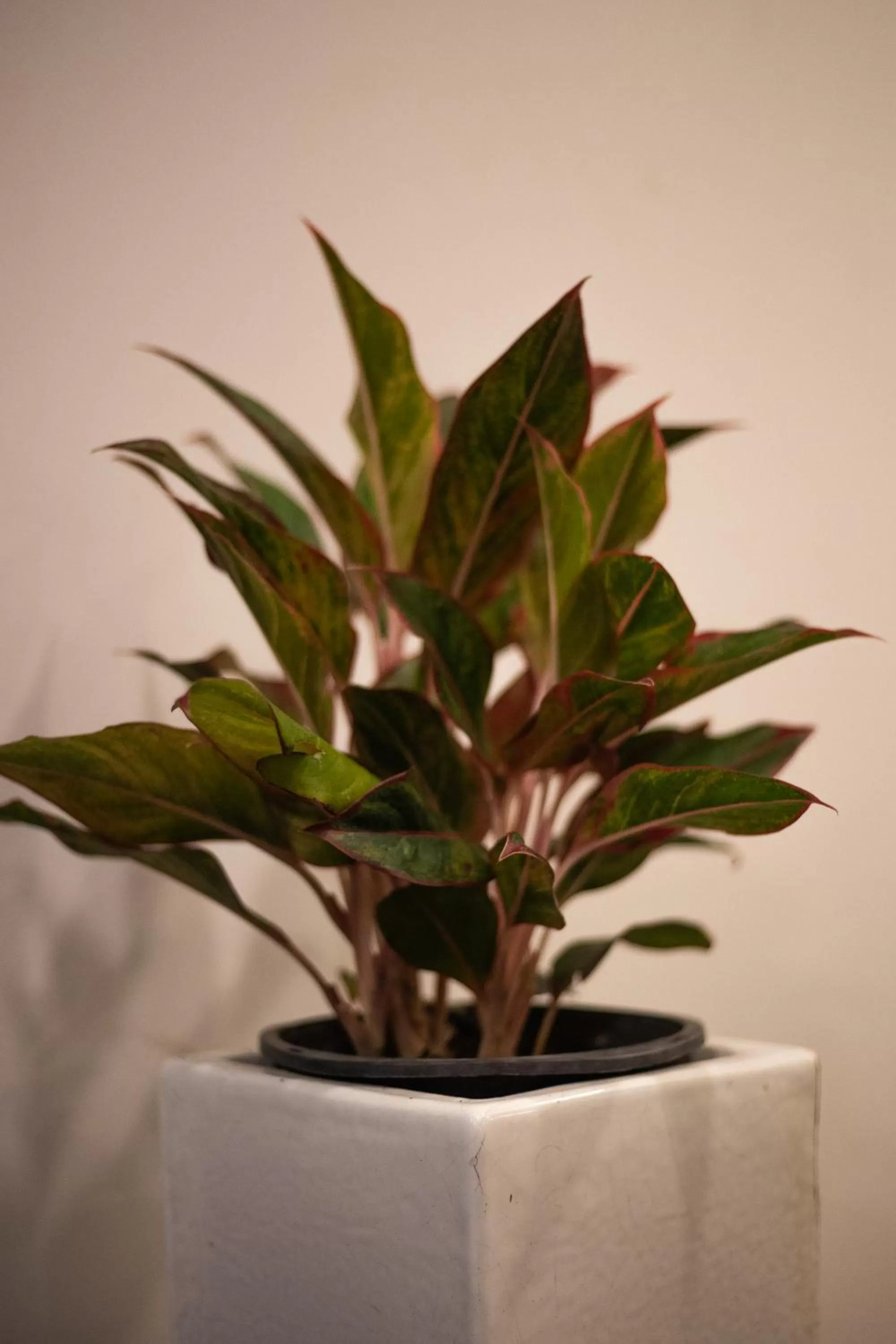 Garden in Sovanna Hotel