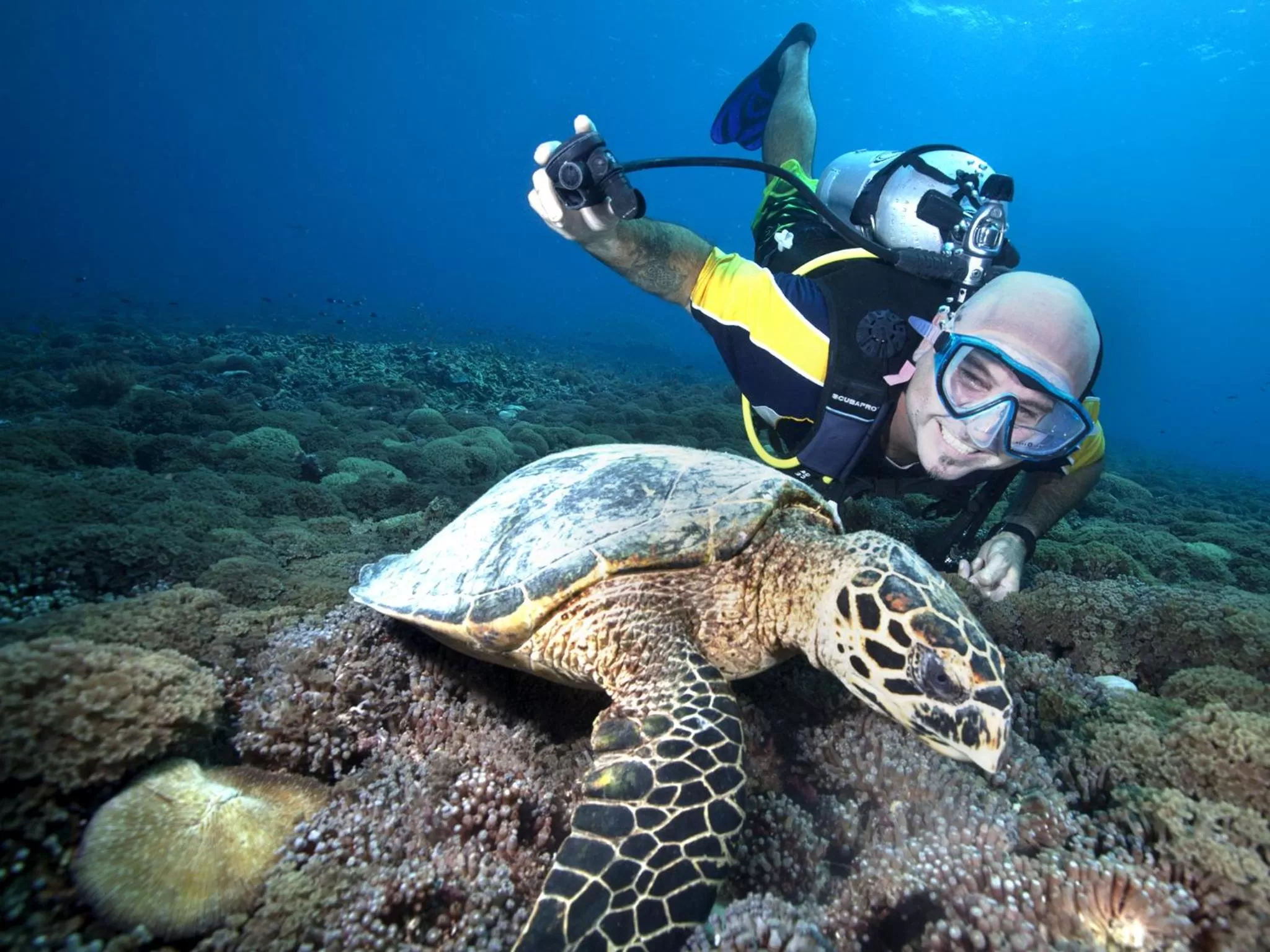 Diving, Other Animals in Gili Divers Hotel