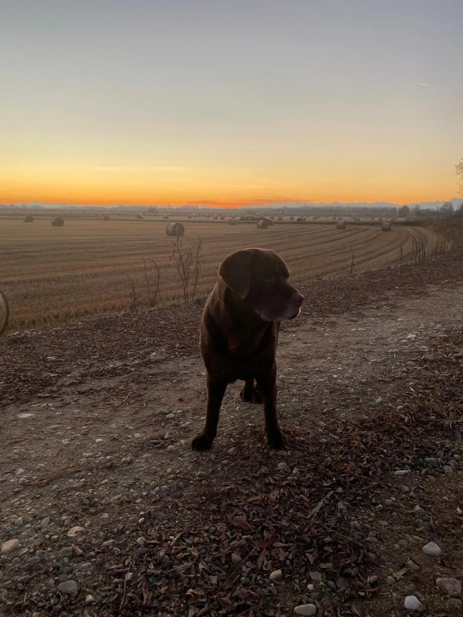 Restaurant/places to eat in Hotel Cinzia Ristorante Christian e Manuel