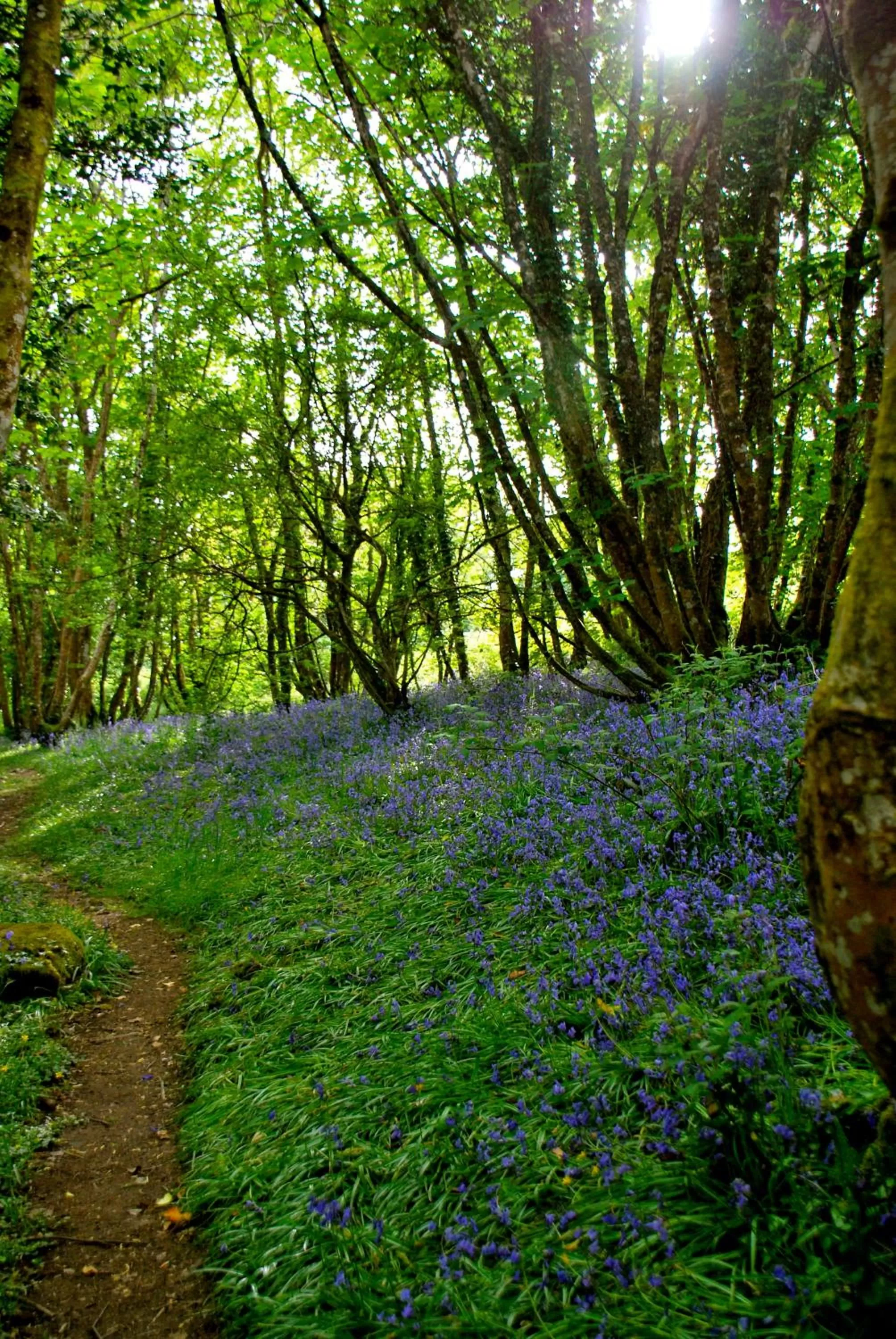 Area and facilities in Fig Tree House