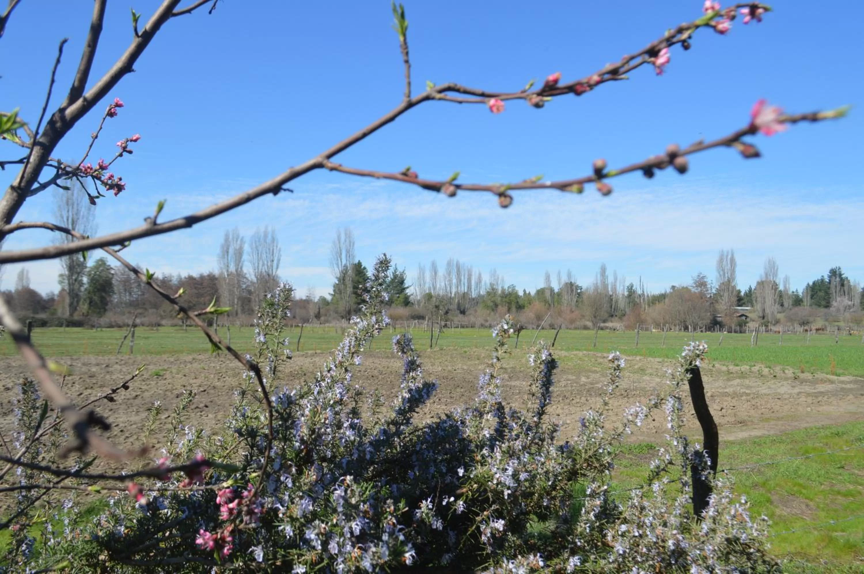 Coyunche Cabañas y Camping Laja & San Rosendo