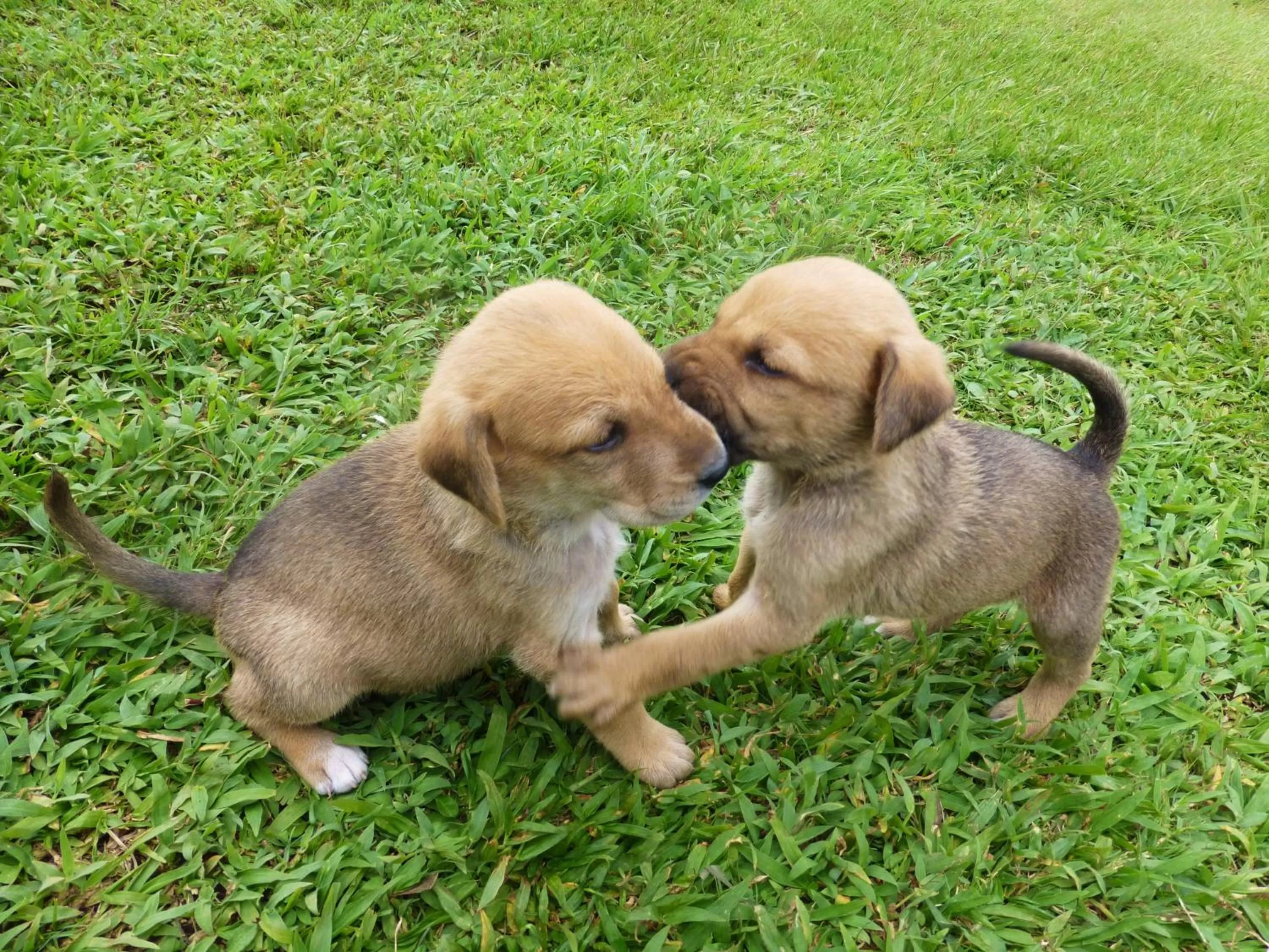 Garden, Pets in Finca El Cielo