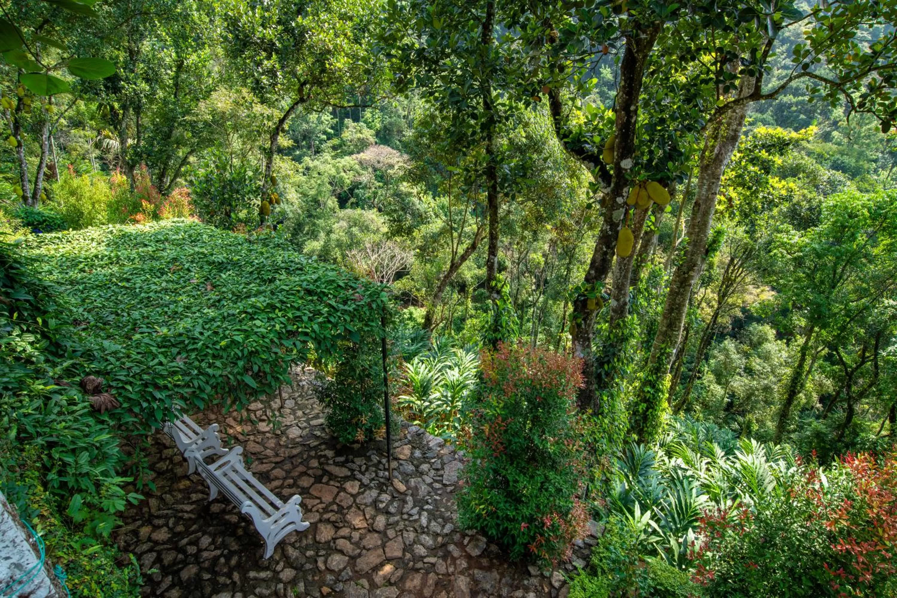 Natural landscape in Tea Harvester