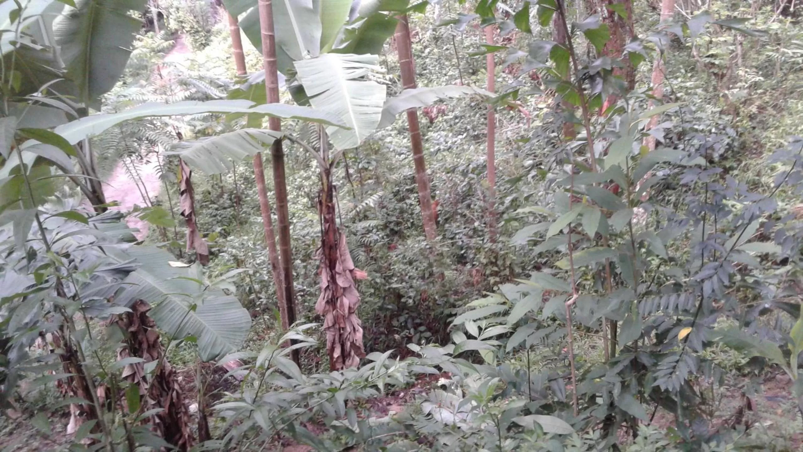 Garden view in Sun View Resort Kithalella