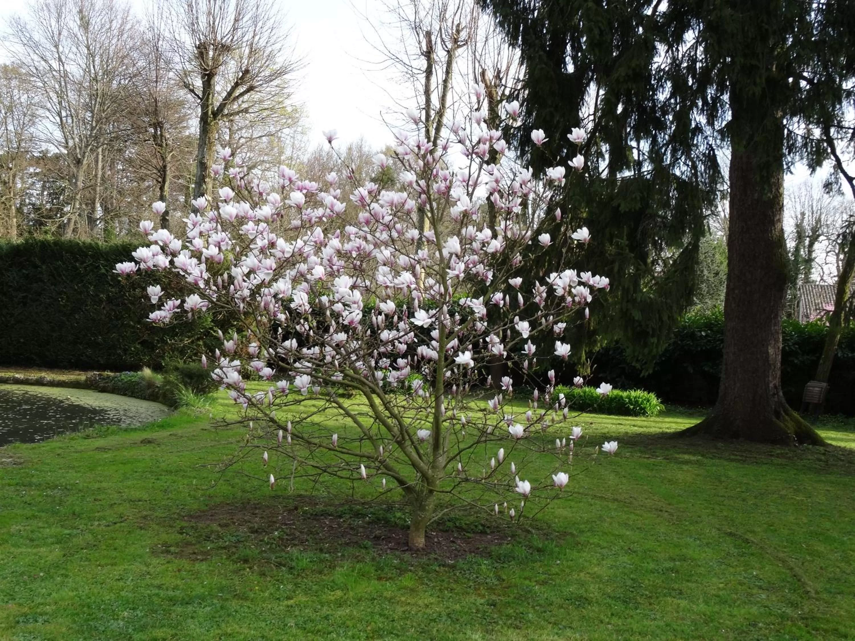 Garden in Gentilhommière de Collonges