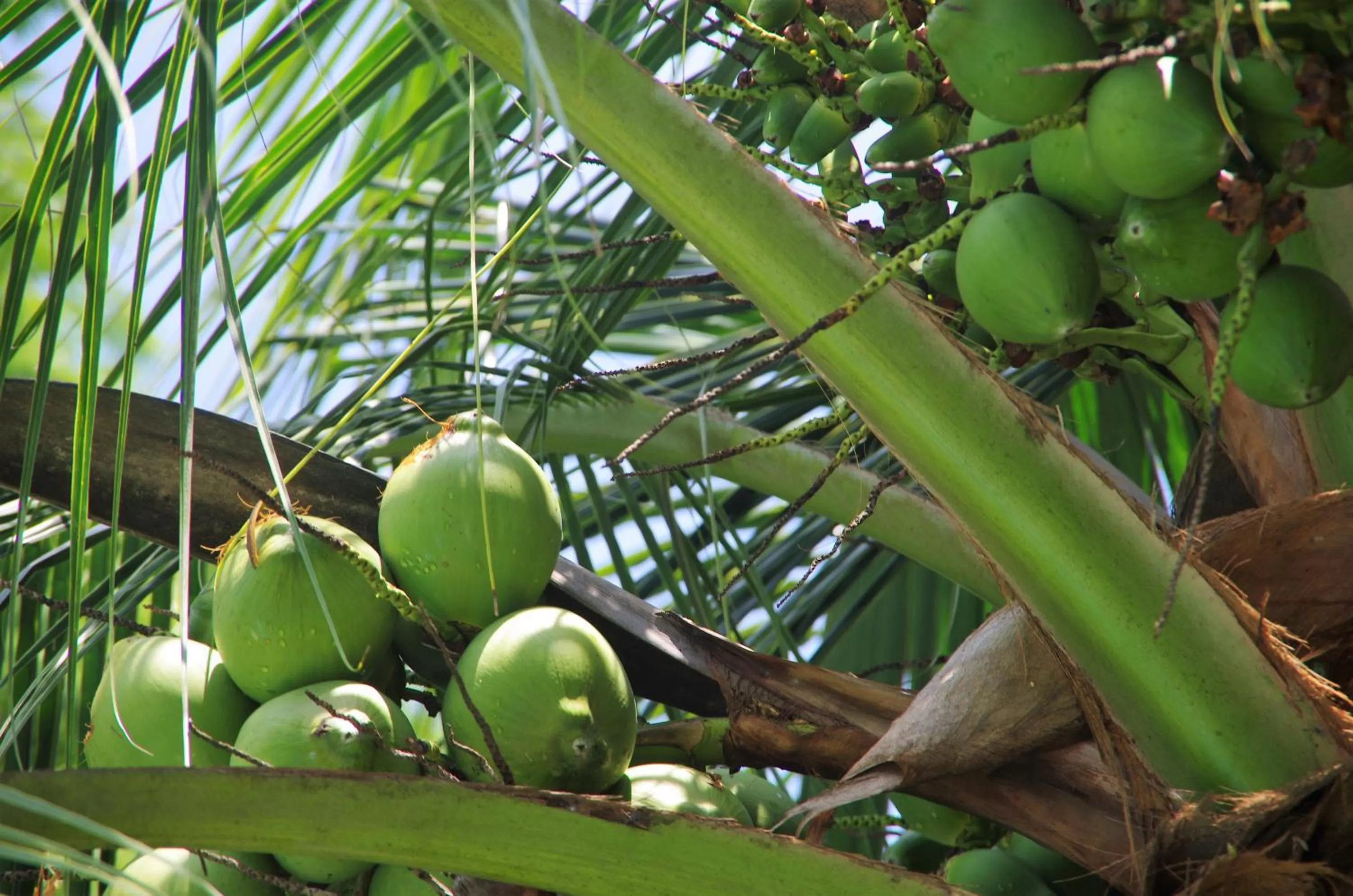 Natural landscape in Villas Macondo