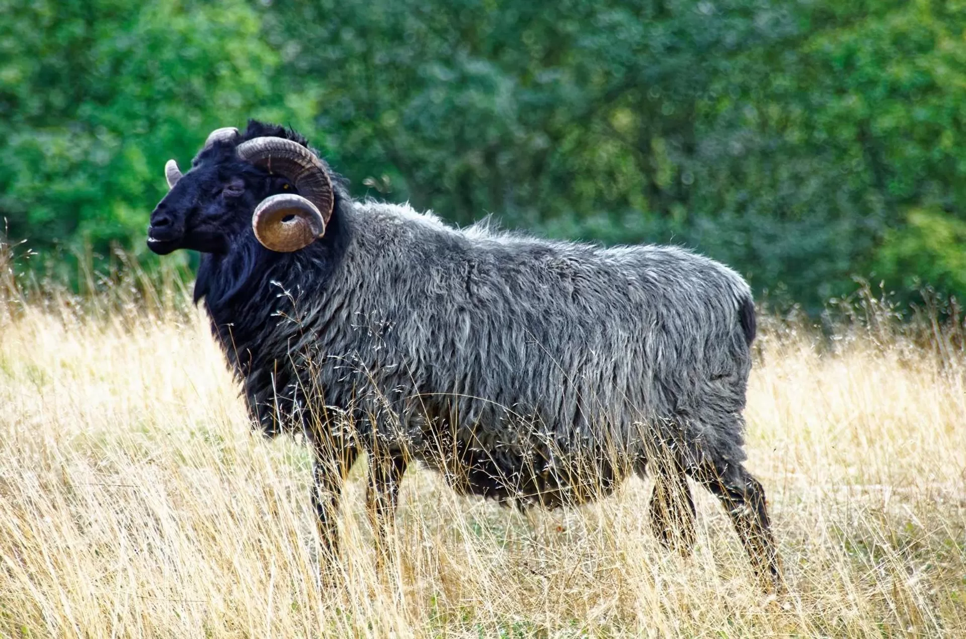 Animals, Other Animals in Hotel Heidpark