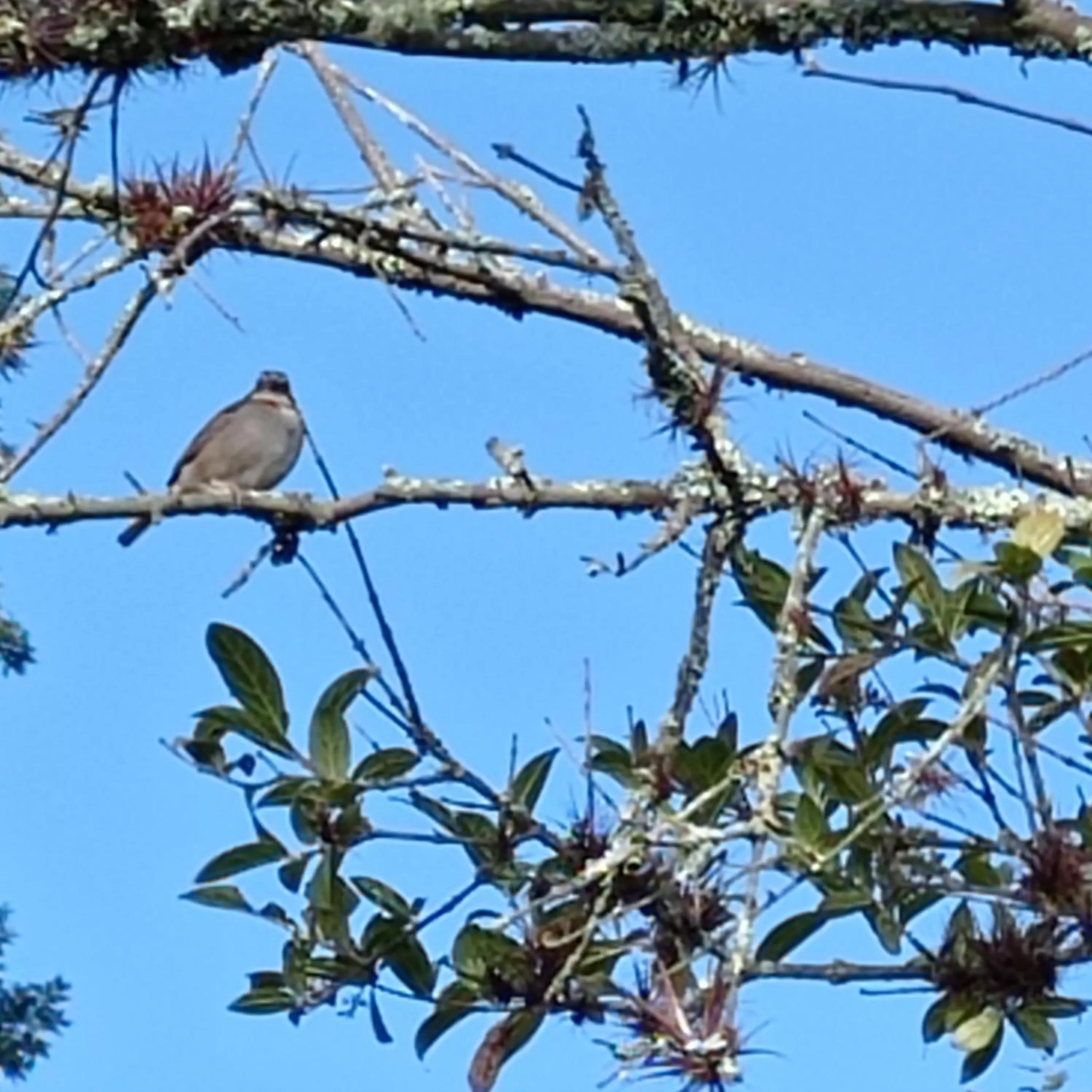 Other Animals in Hotel Refugio Pozo Azul