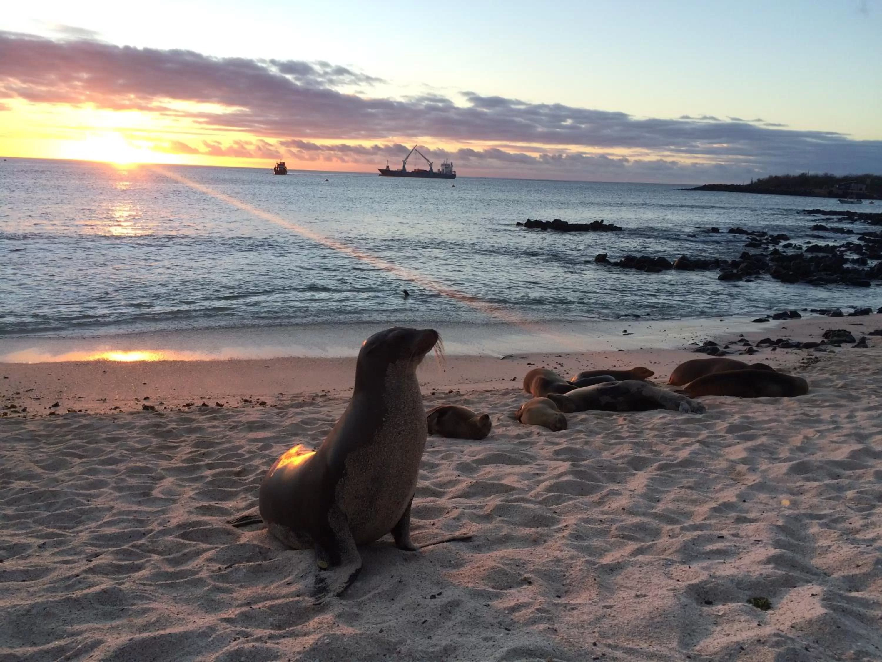 Beach in Hostal Cabañas Don Jorge