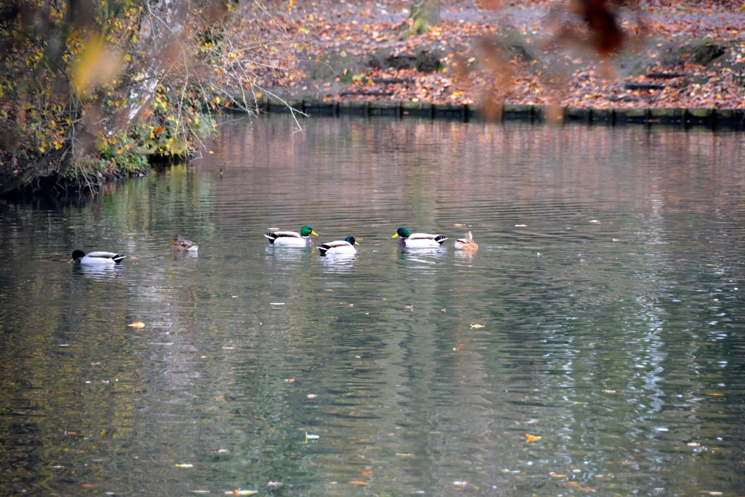 Garden view in Haras des Chartreux