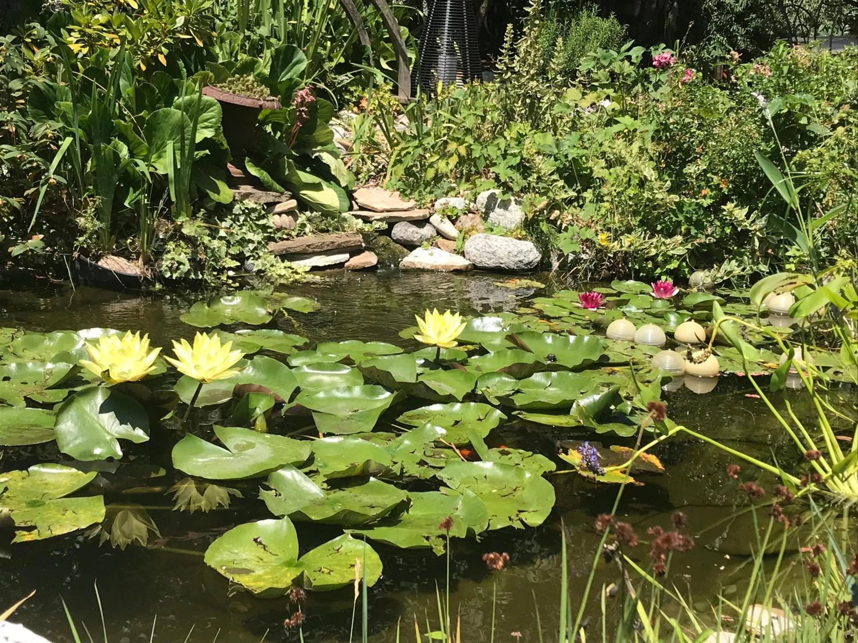 Garden in LA MAISON D'IVONA