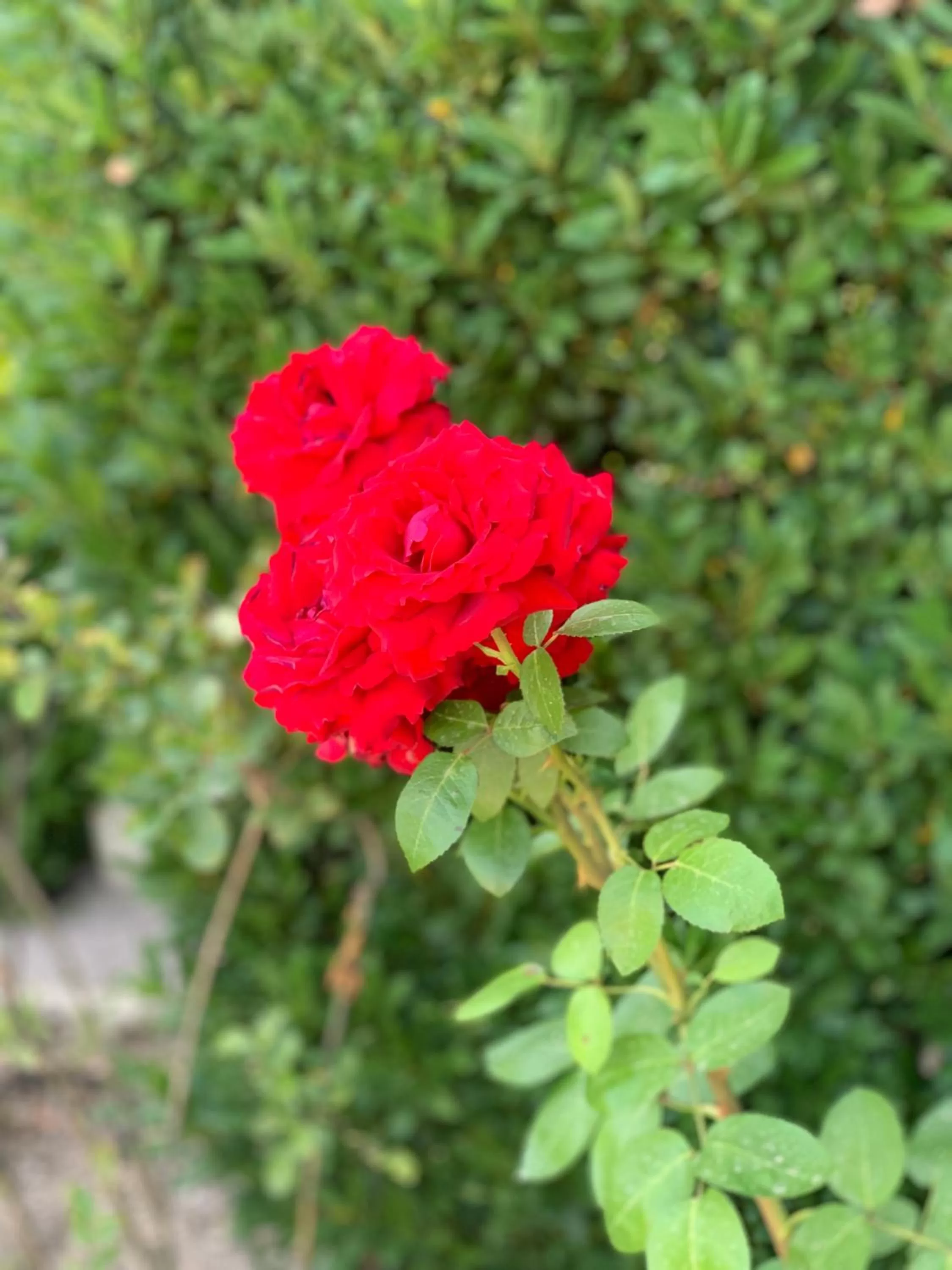 Garden in Residence Melody - Adult only