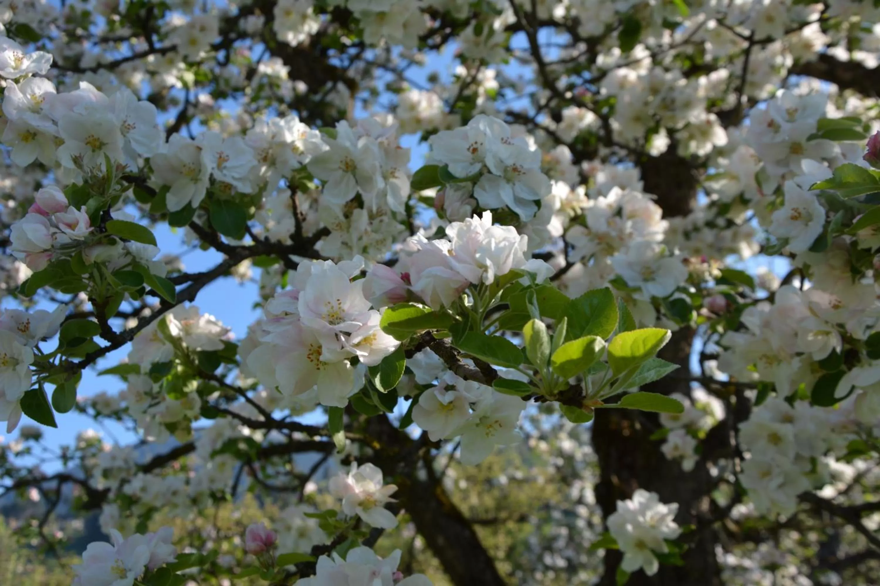 Garden in Natur Resort RISSBACHER