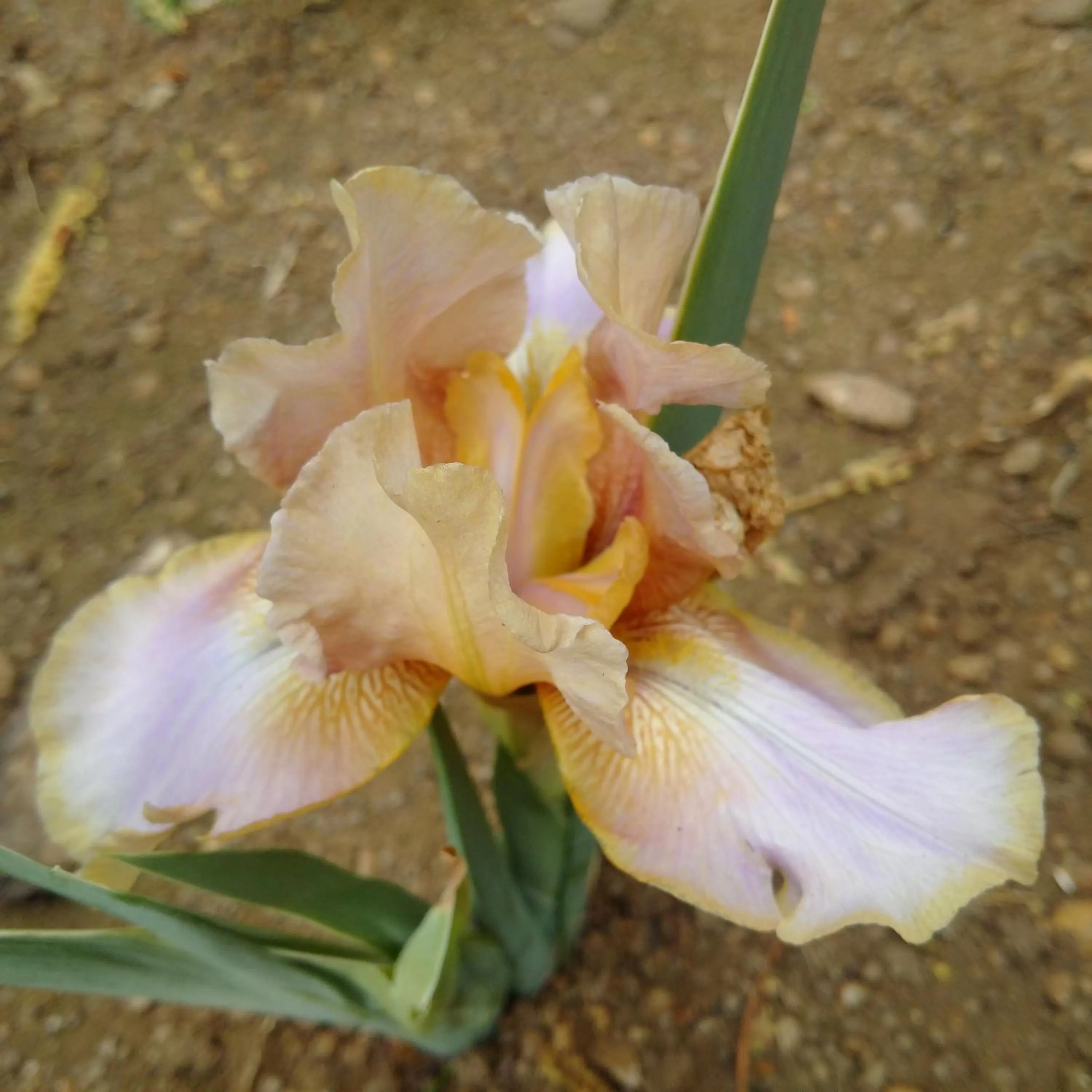 Garden in 79 On Ridge