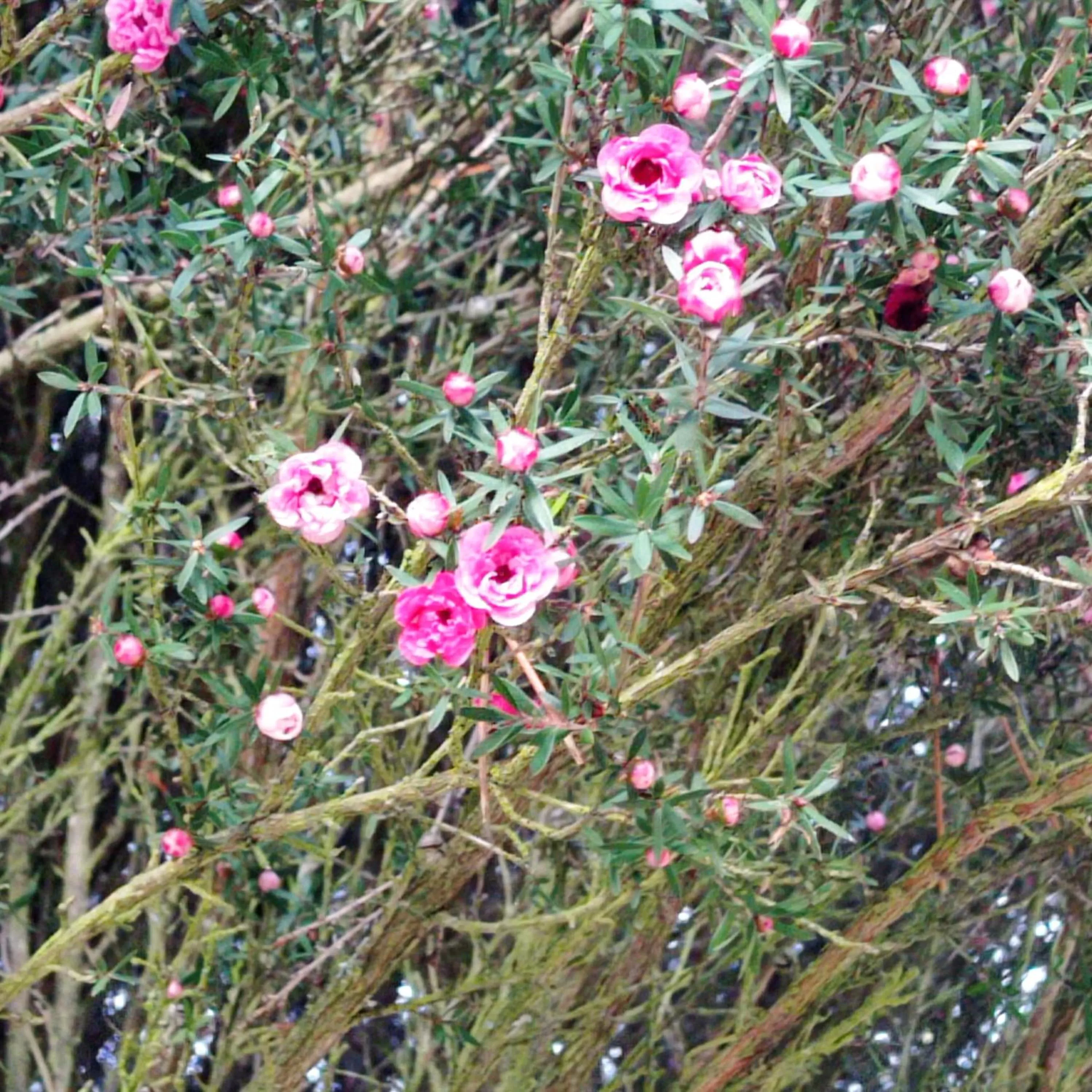 Hotel Refugio Pozo Azul