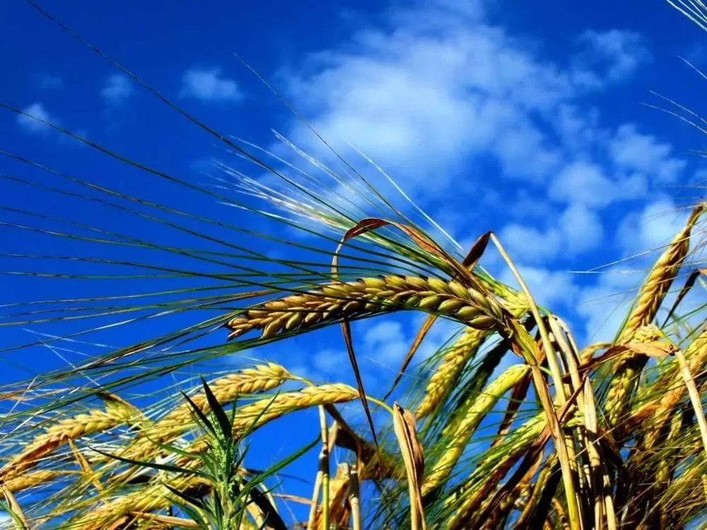 Natural landscape in Noclegi Biała Róża