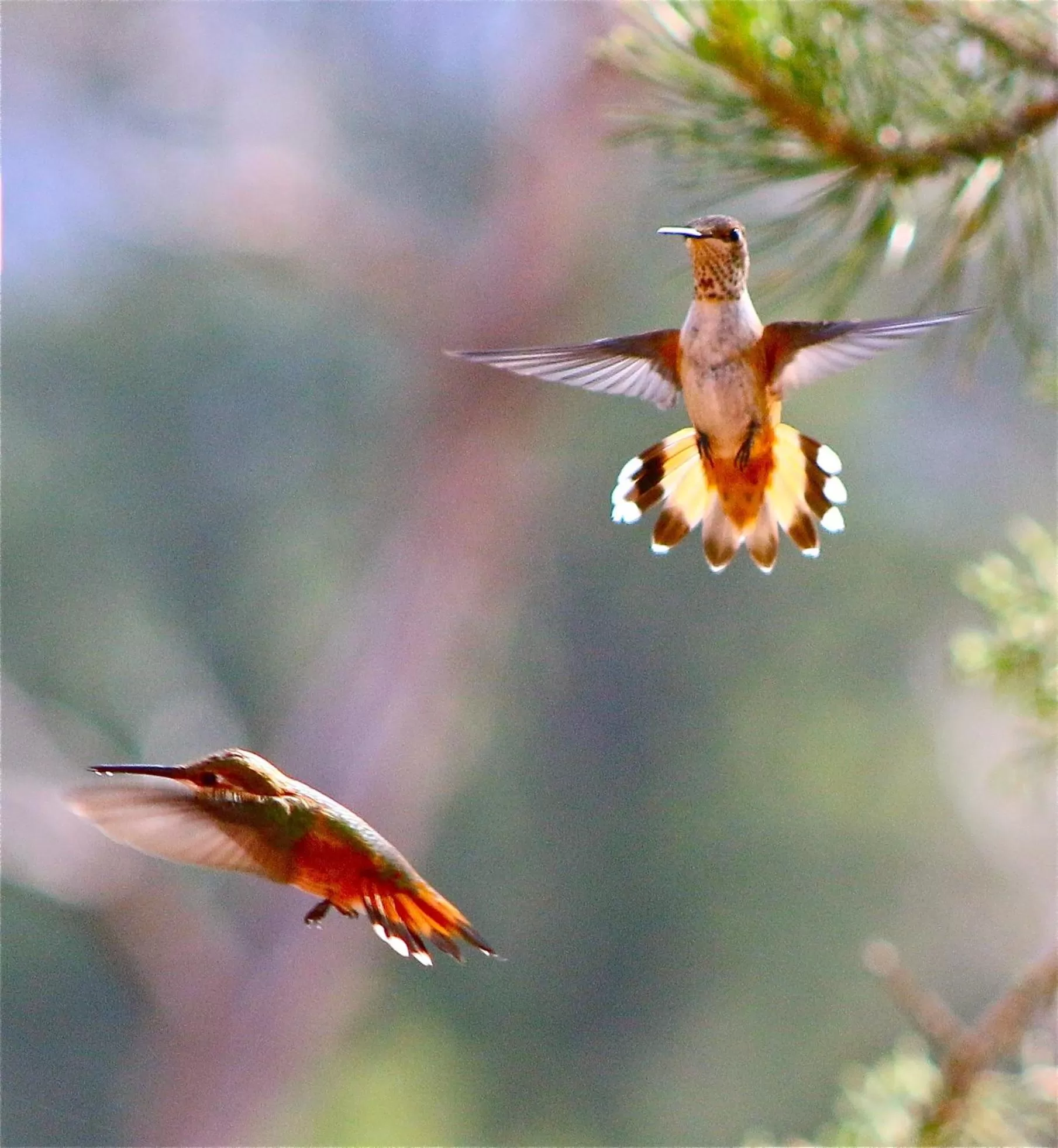 Animals in Sedona Cathedral Hideaway LLC