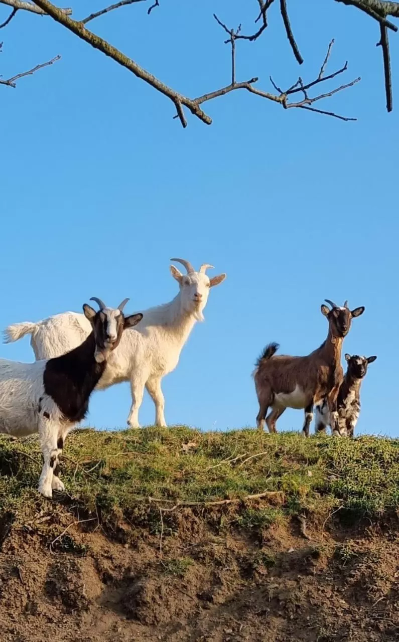 Pets, Other Animals in Le Domaine de Bella