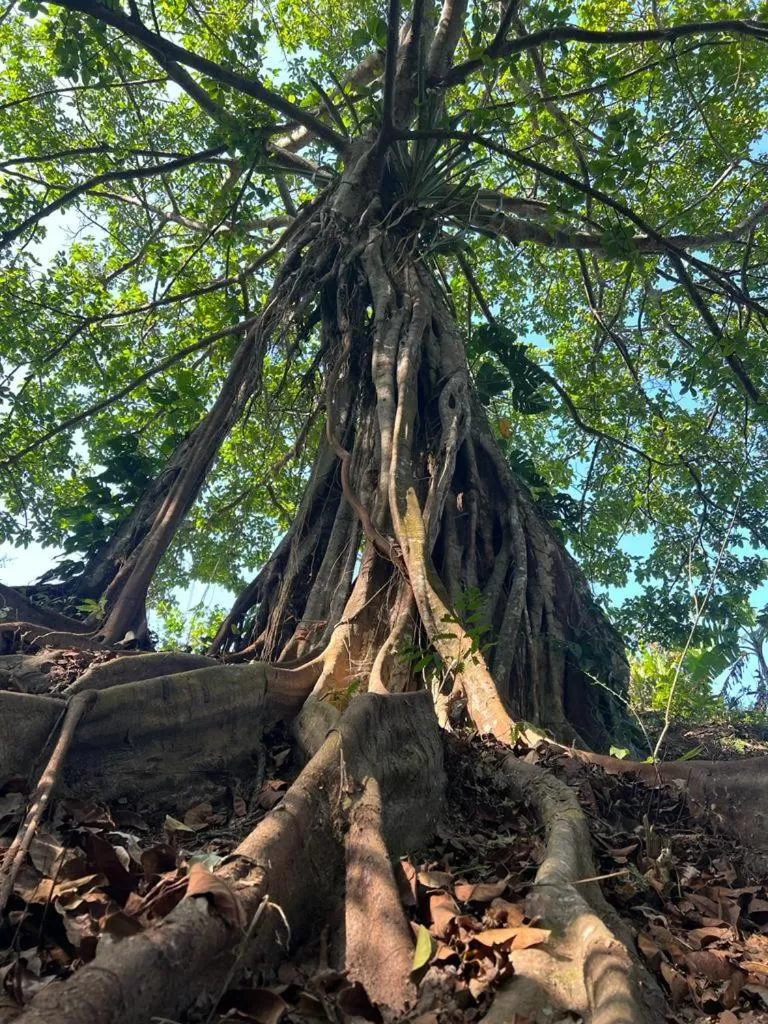 Natural landscape in Tawaca Ecohotel