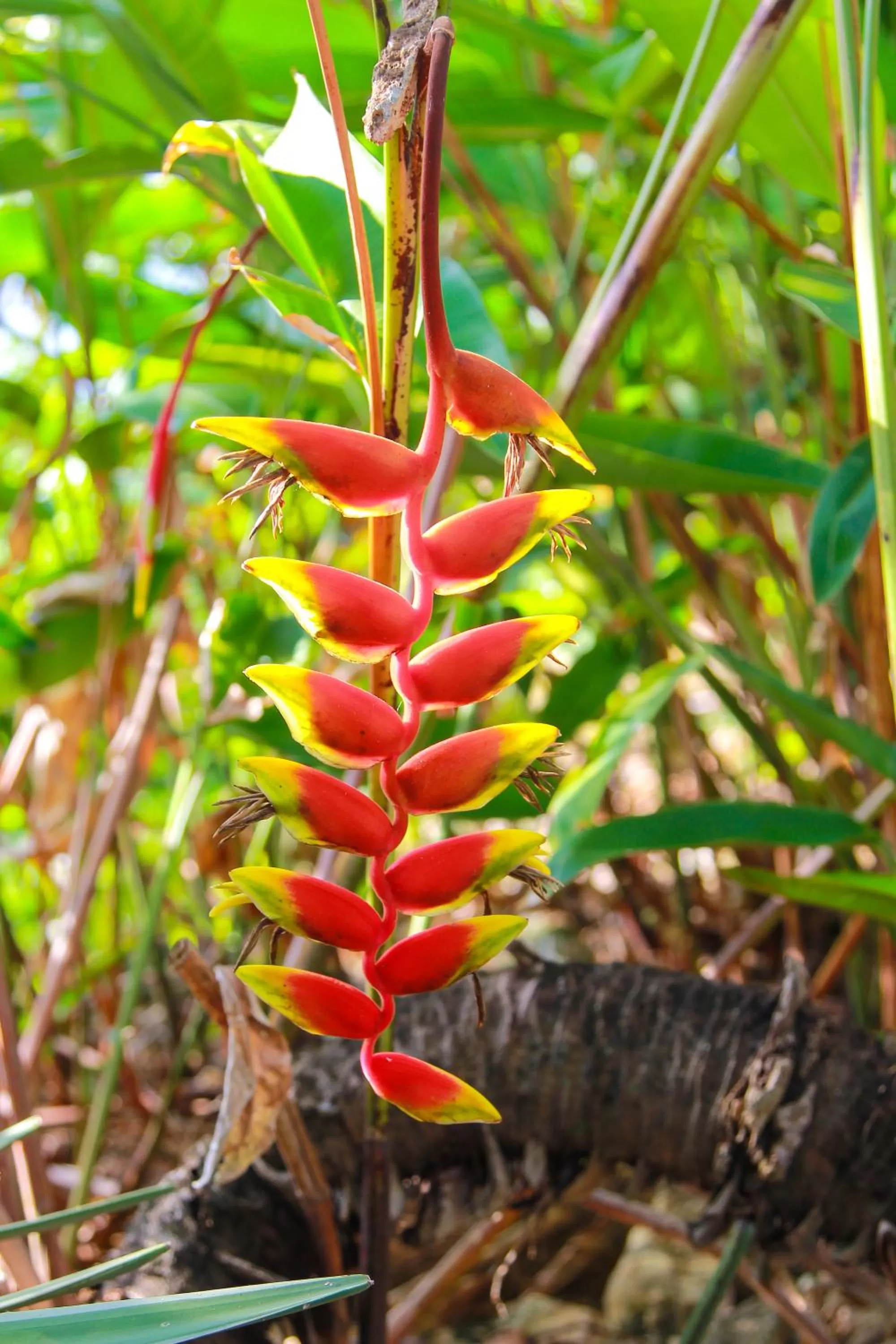 Garden view in Zion Country