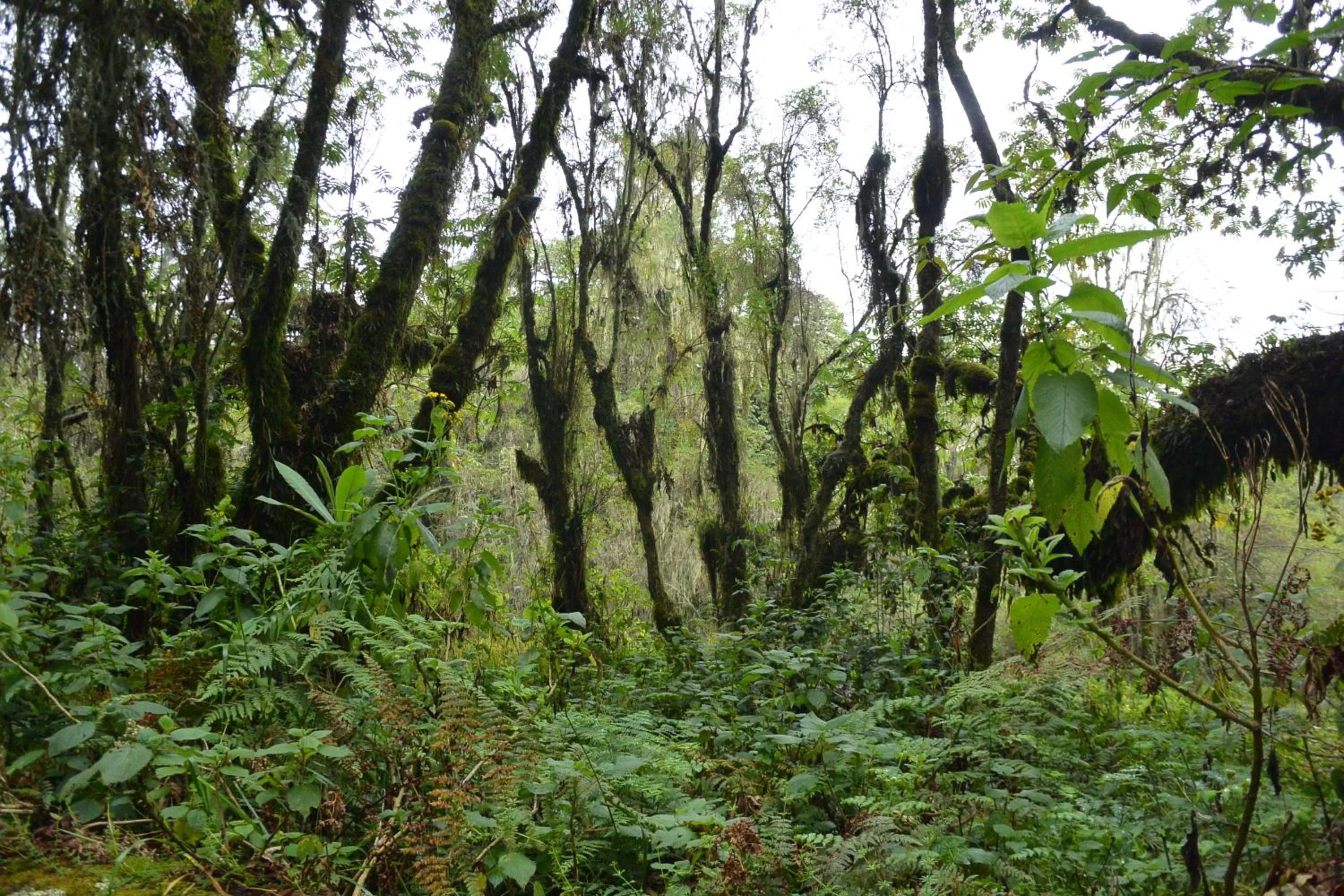 Natural landscape in Isange Paradise Resort