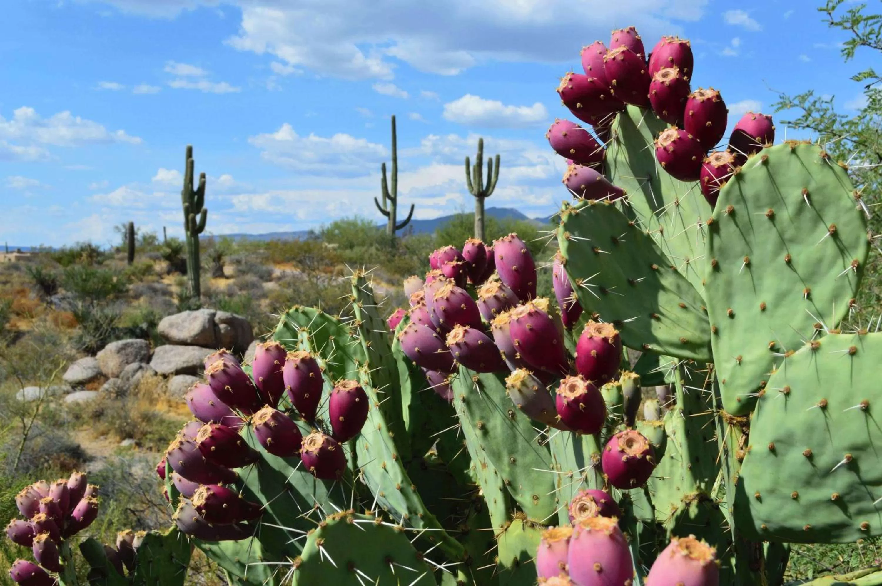 Sports in Boulders Resort & Spa Scottsdale, Curio Collection by Hilton