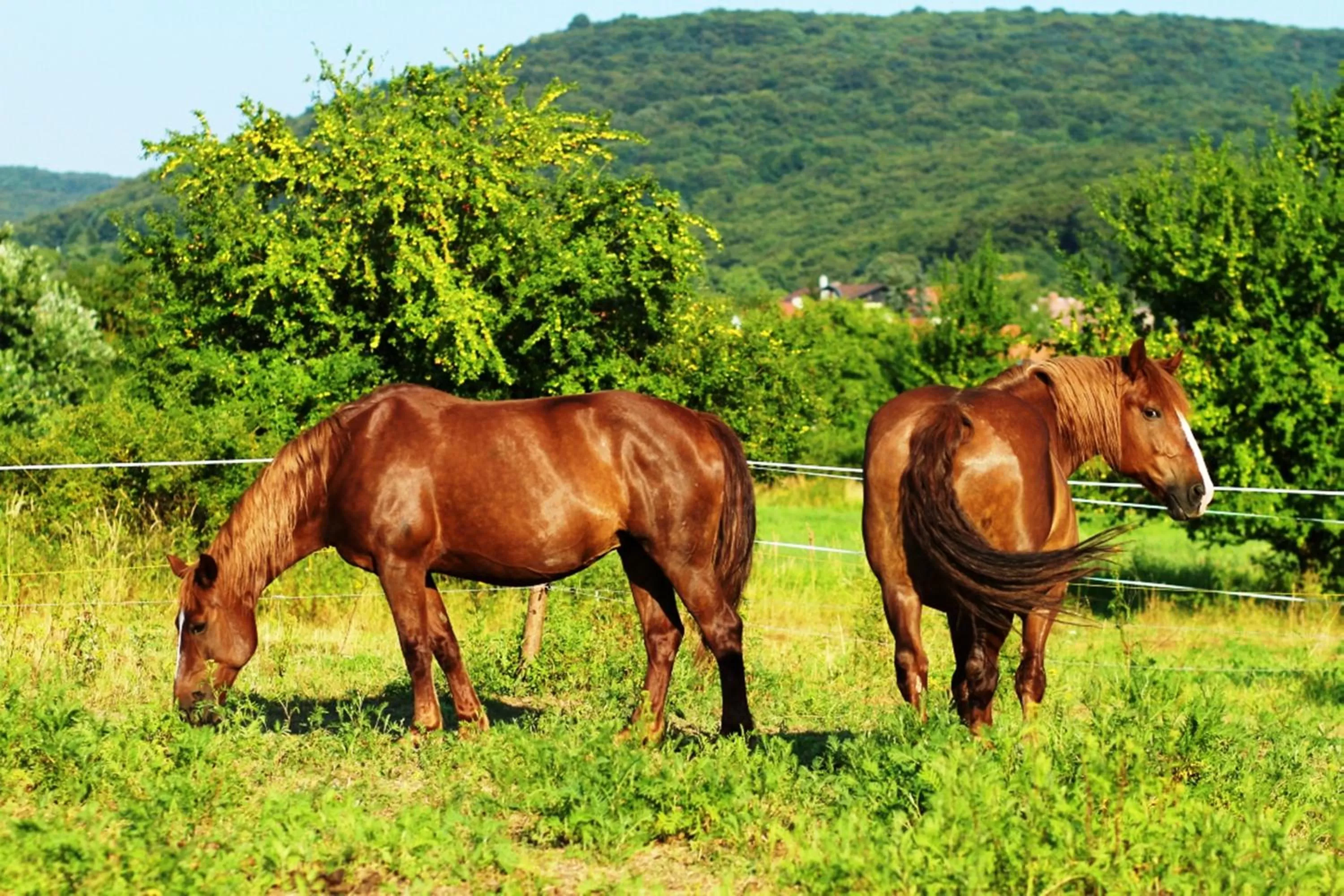 Nearby landmark, Other Animals in Spa & Pool Apartment Hotel - Restaurant VILLA IVICA