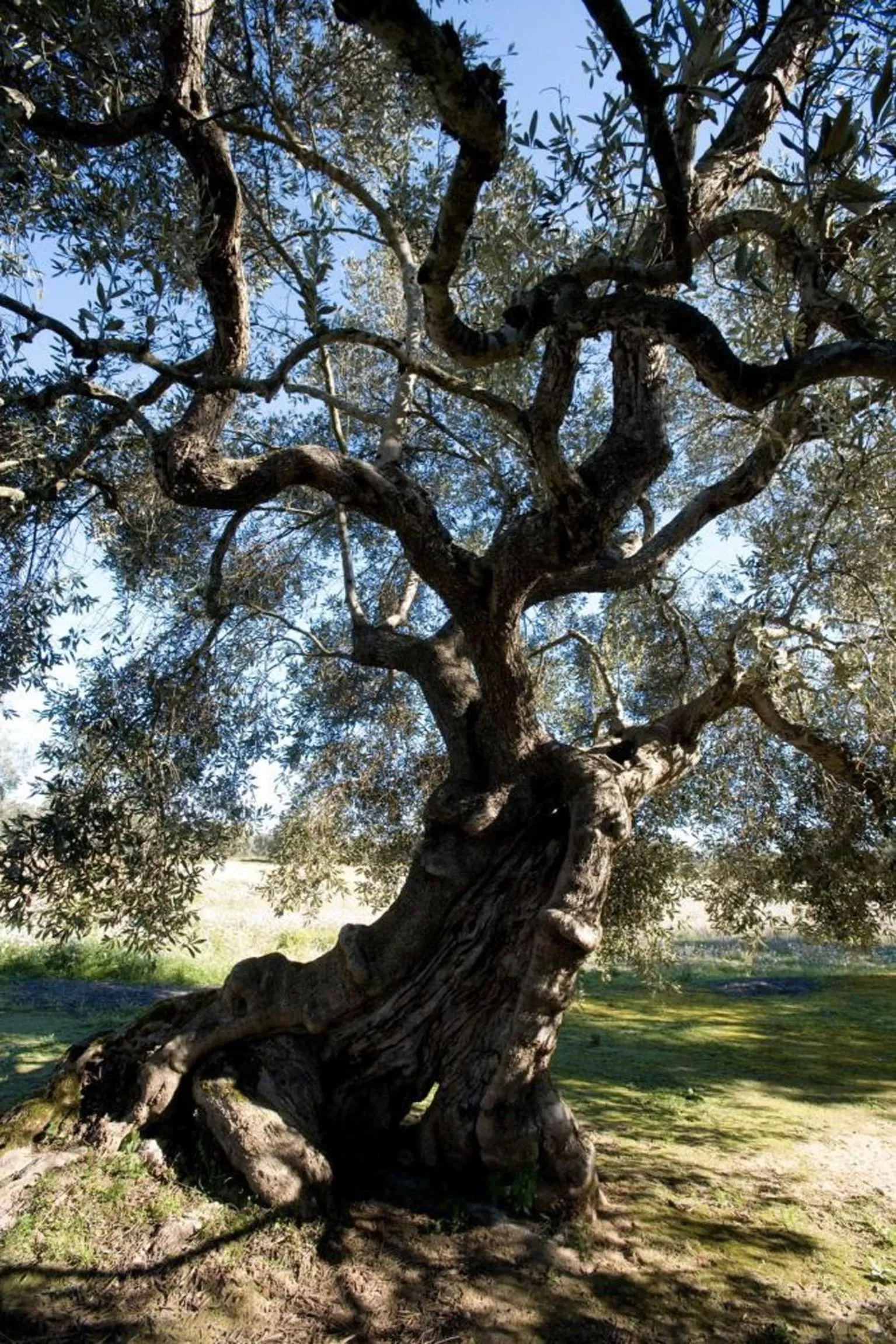 Other in Casina dei Nonni