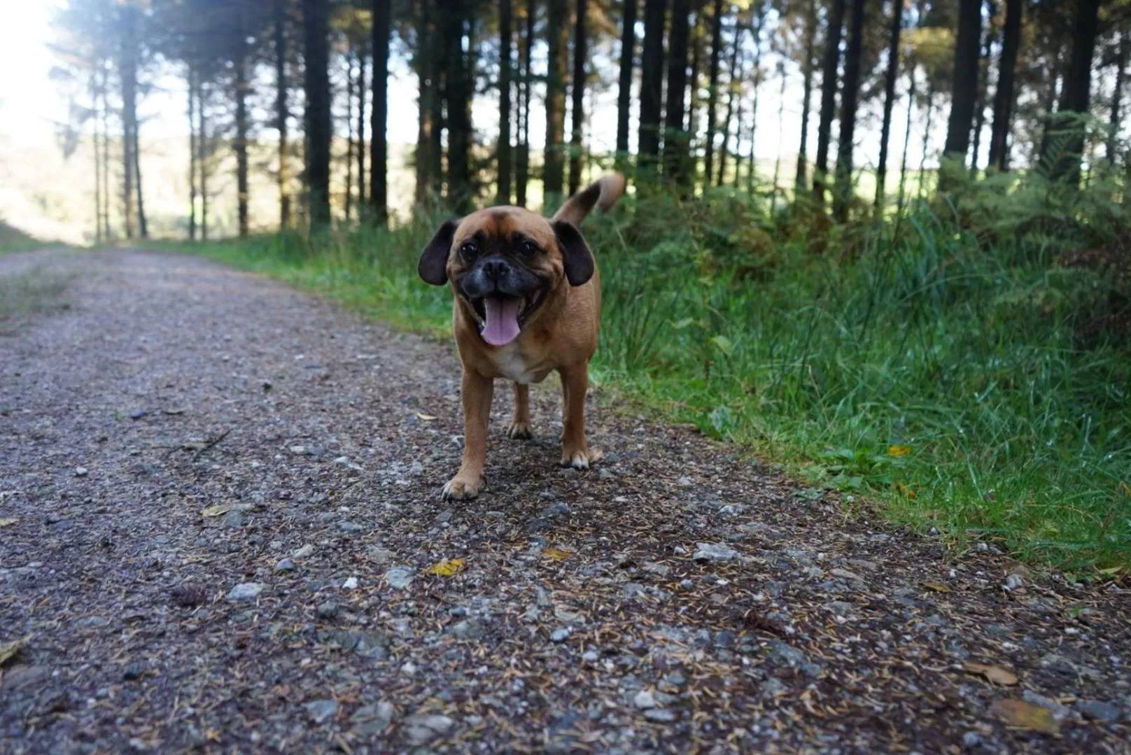 Day, Pets in Hustyns Resort Cornwall