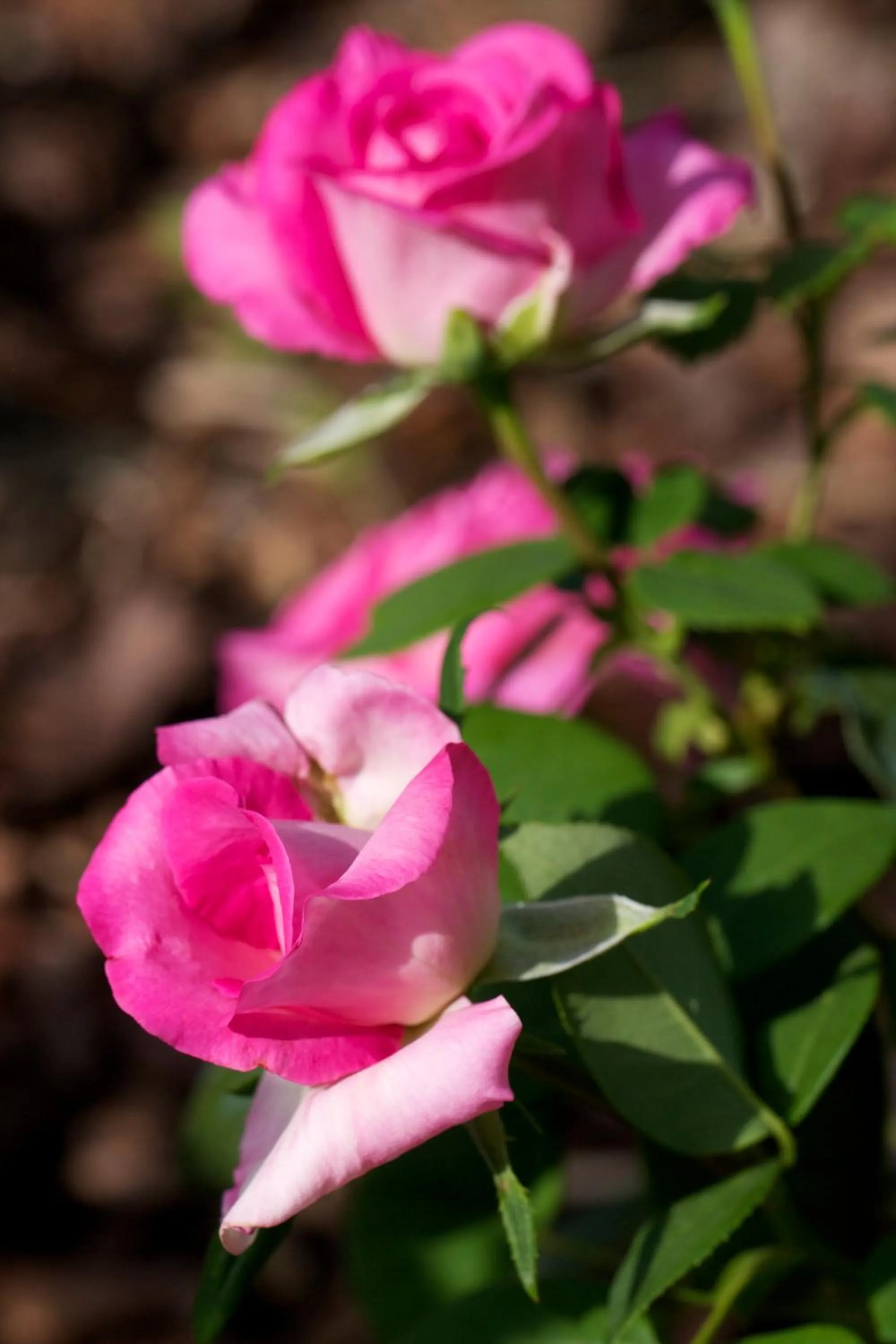 Other in Campiglione Hotel