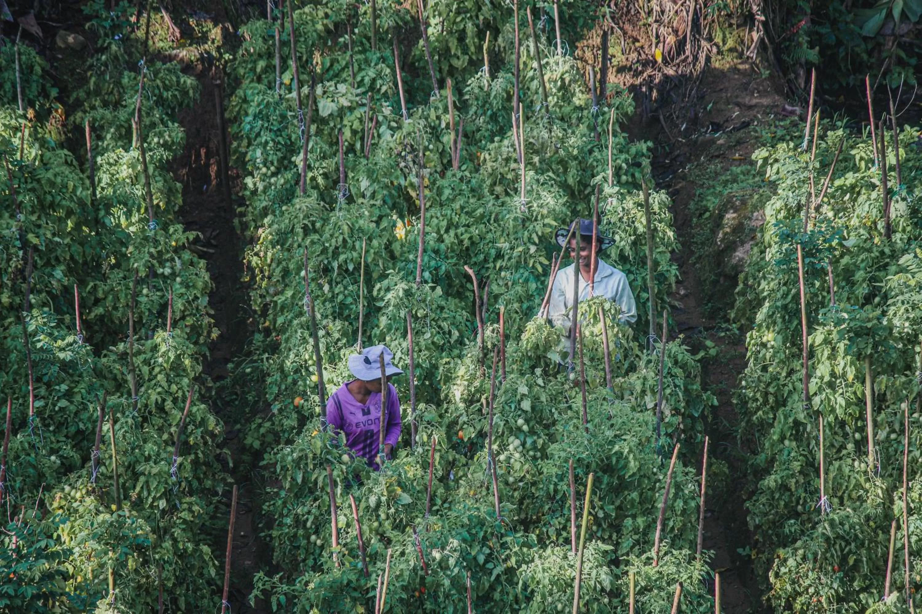 Natural landscape in Levon Boutique Hotel