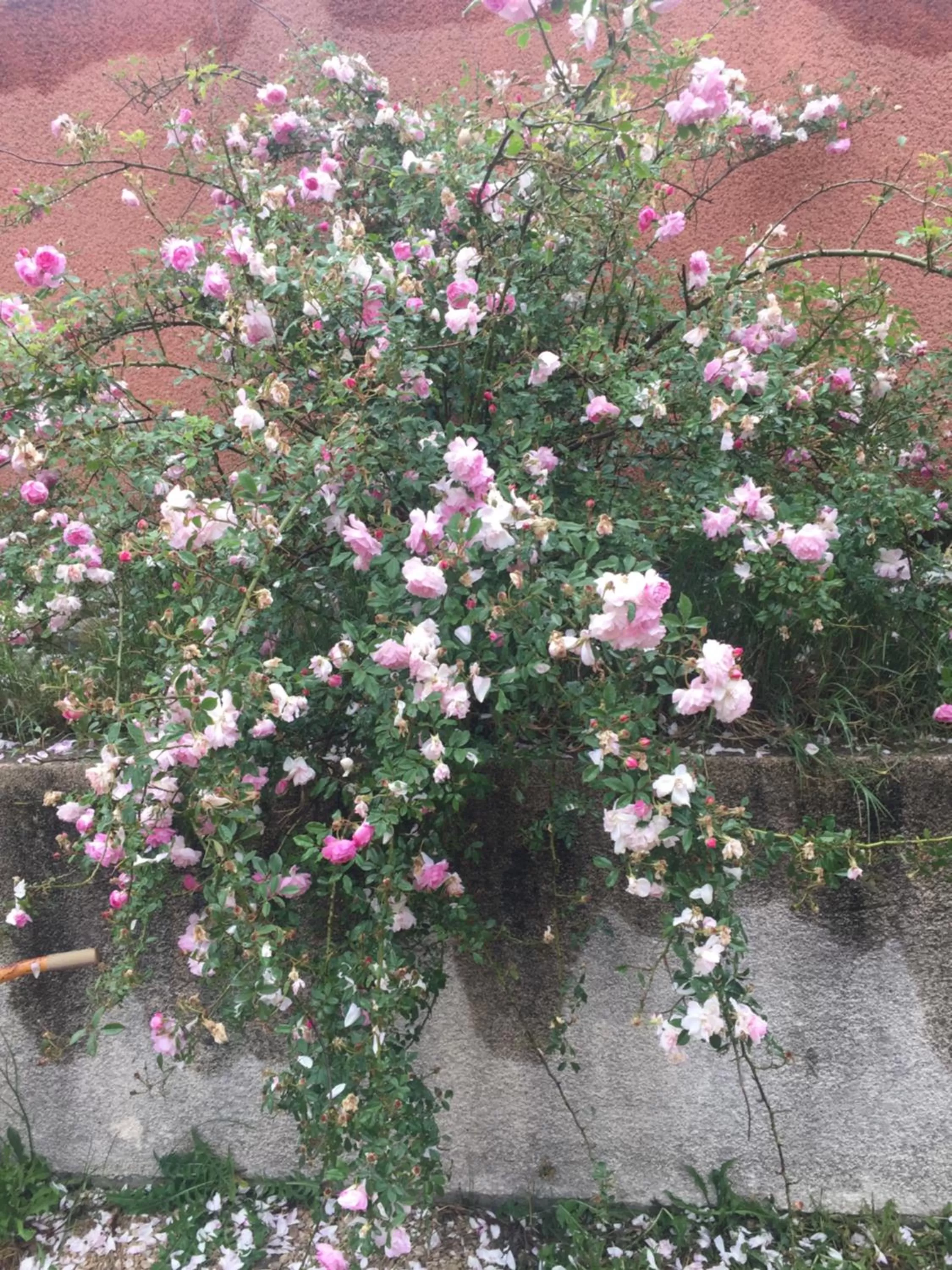 Garden in Chambre spacieuse indépendante dans villa plus parking privée