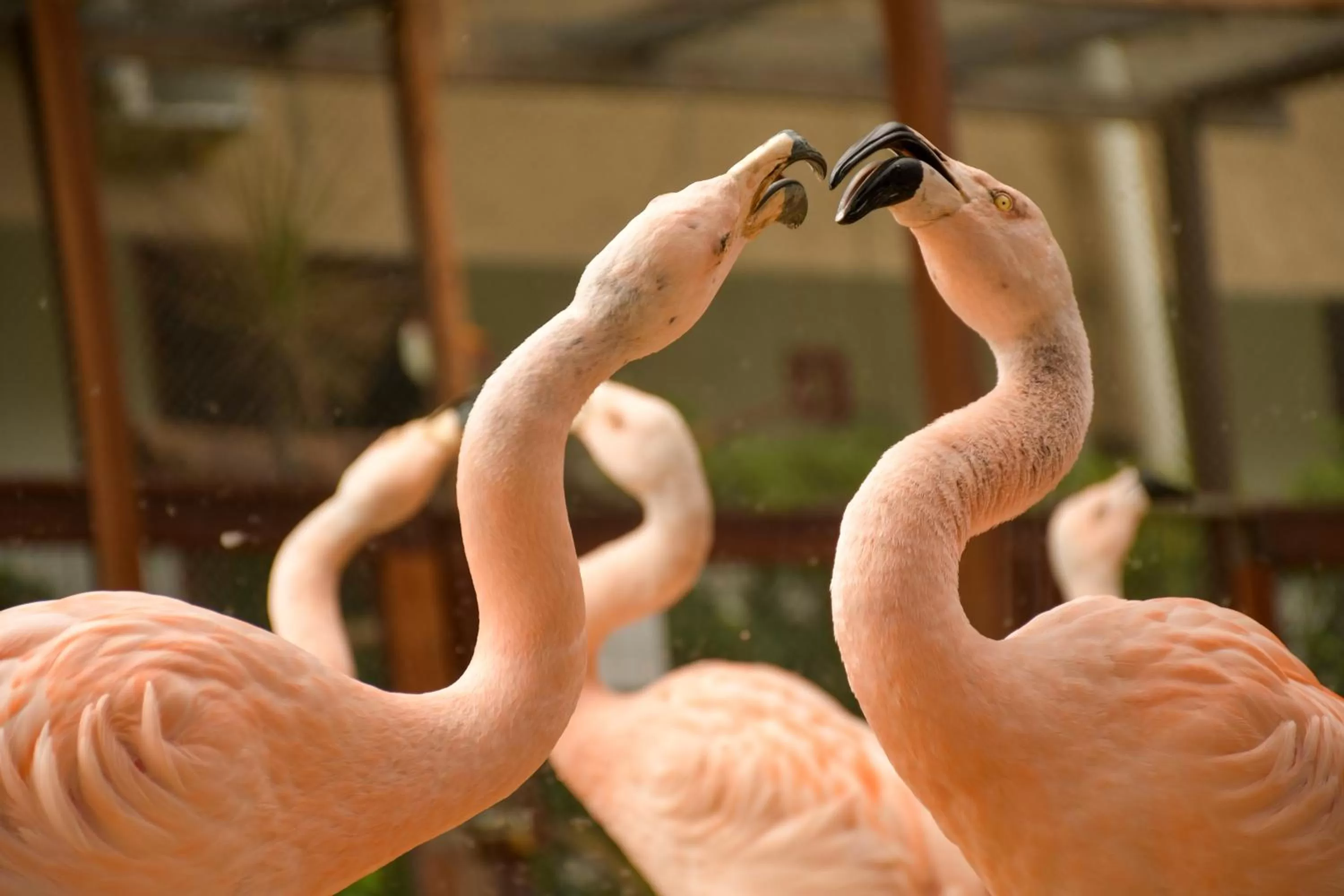 Animals, Other Animals in Pousada Sol e Mar