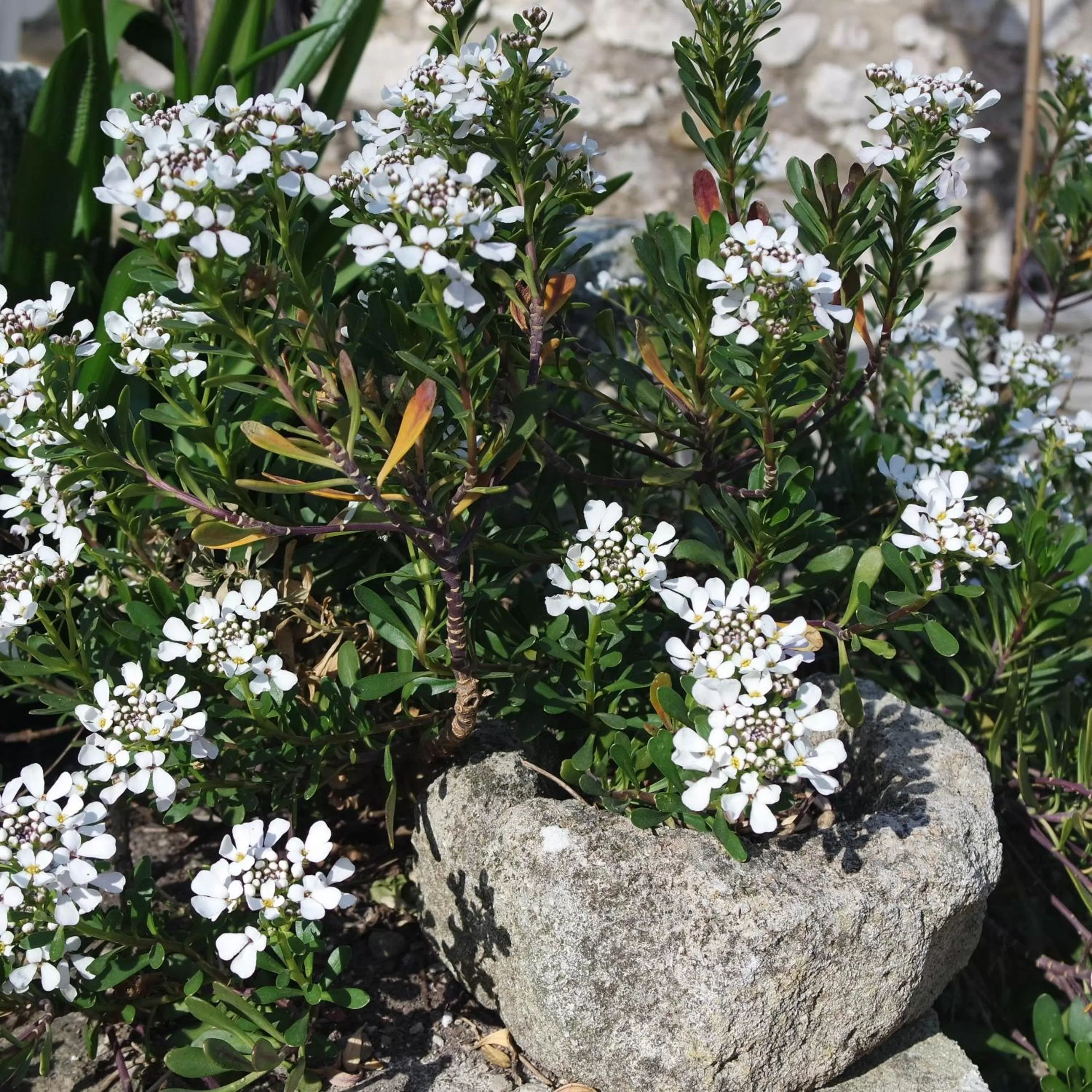 Mas Grimaud - Gîte- Studio et chambres d'hôtes familiales