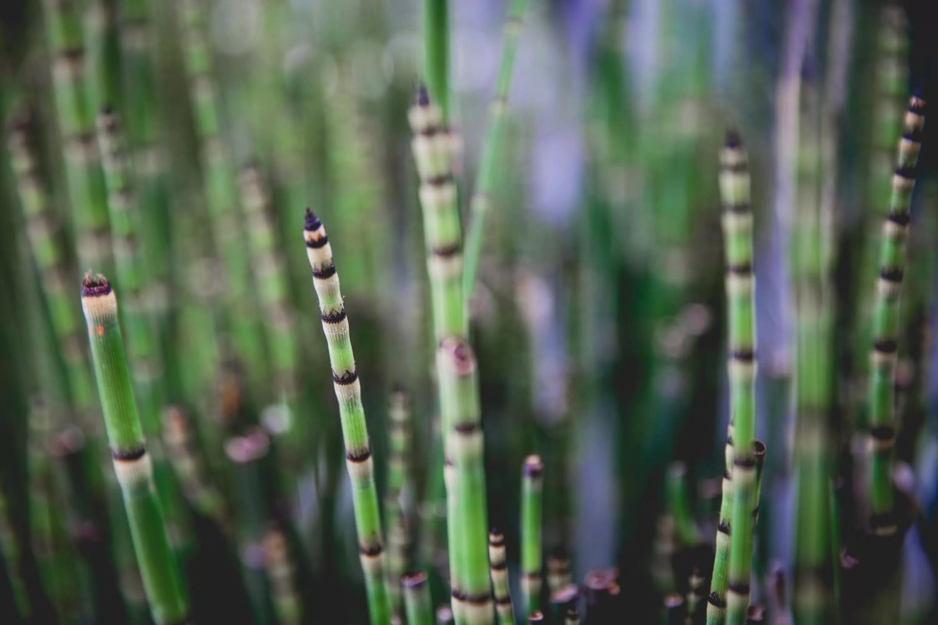 Decorative detail in Menlo Park Inn