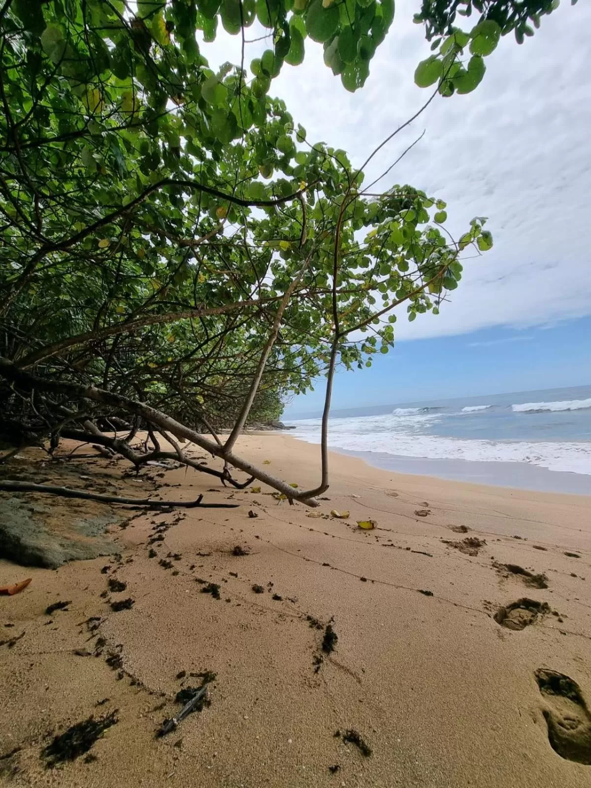 Beach in Bird Island Bungalows