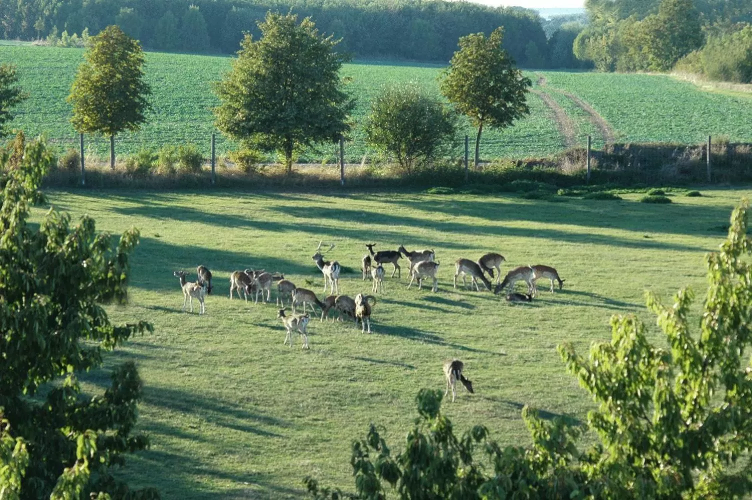 Garden in Hotel Schwartze