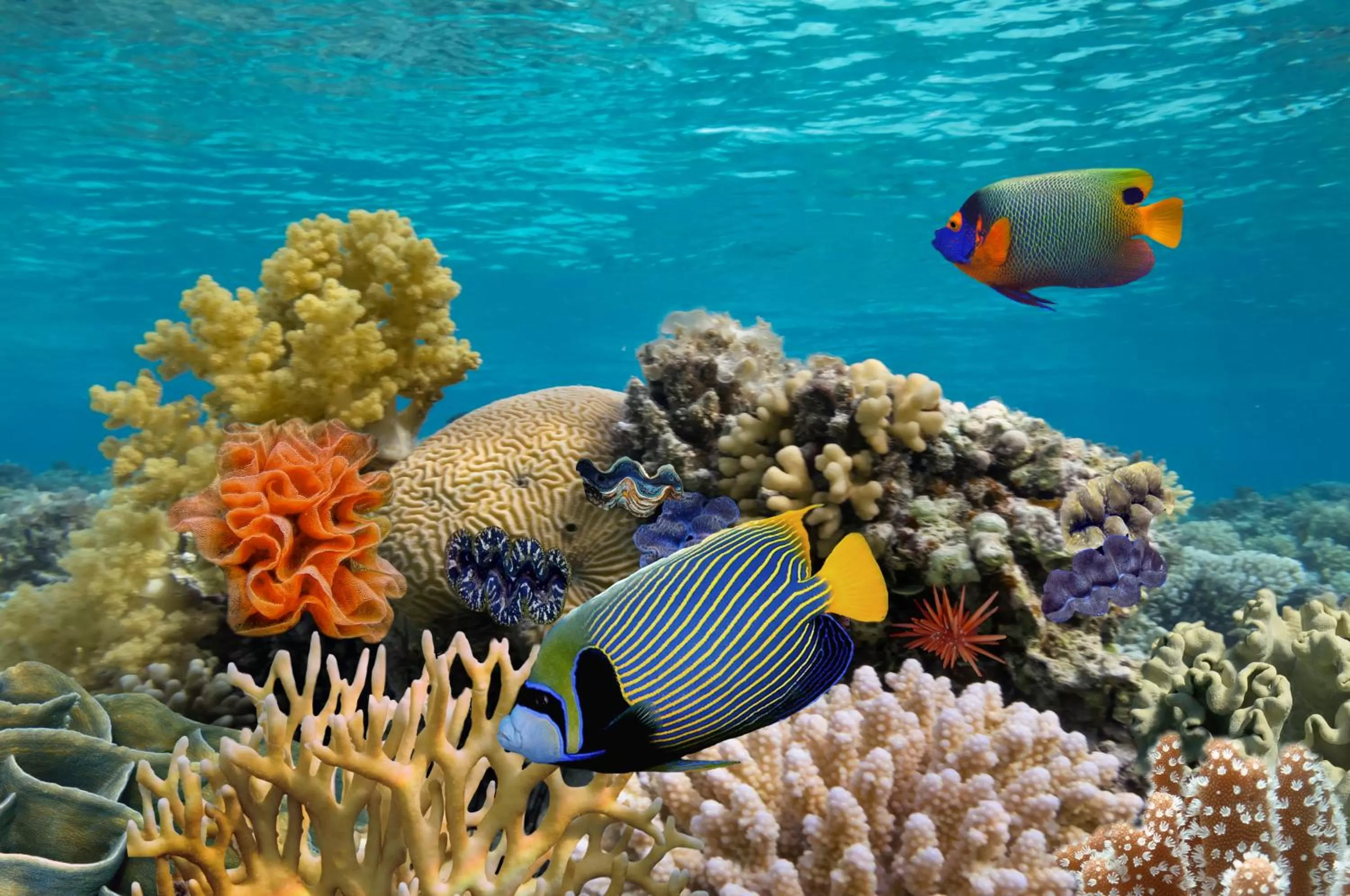 Diving, Other Animals in Club Hotel Eilat - All Suites Hotel