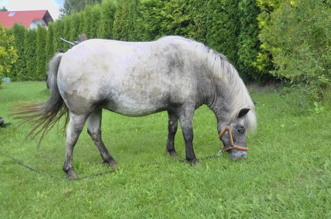 Animals, Other Animals in Ziołowa Dolina