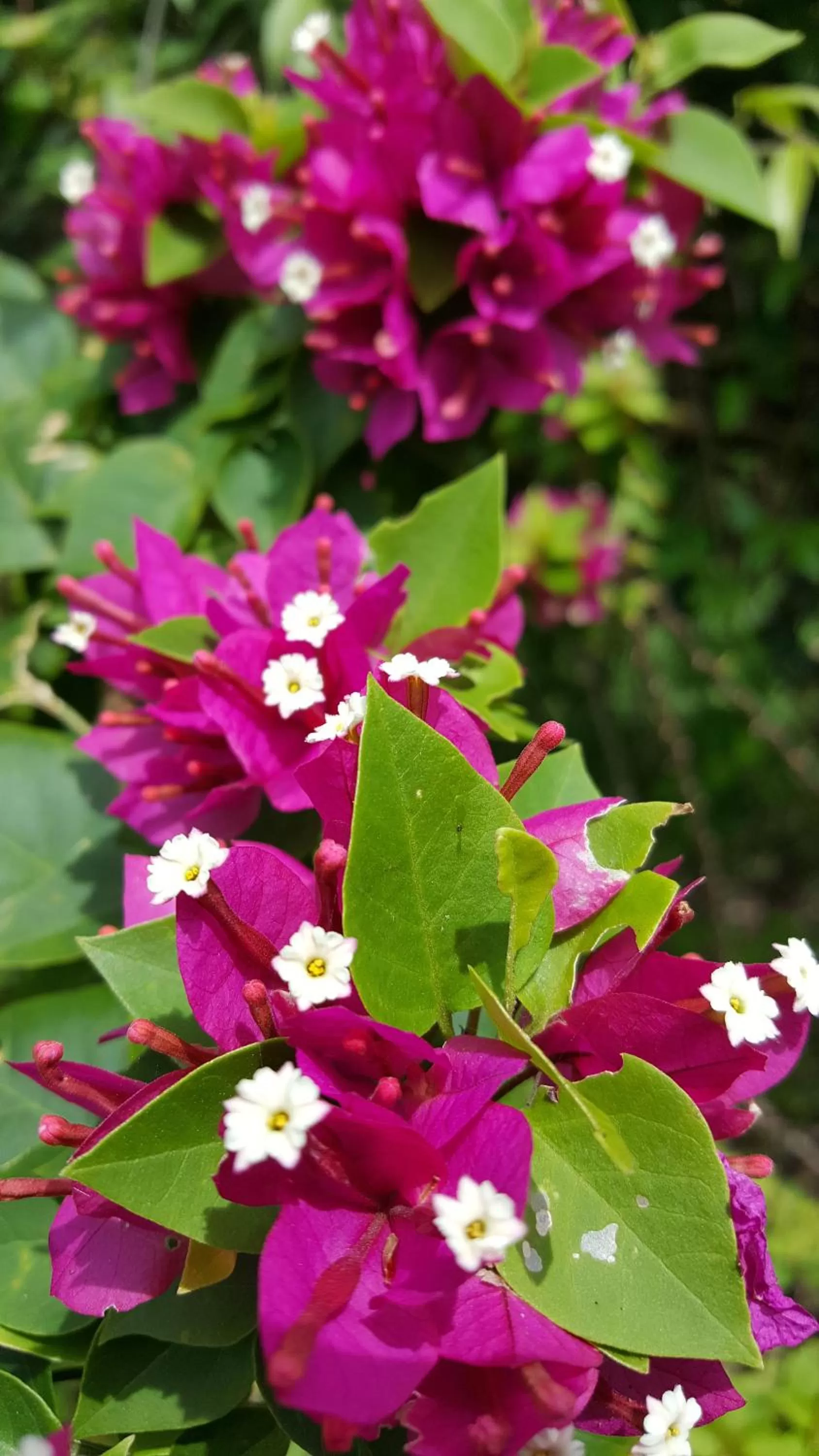 Day in The Caribbean Court Boutique Hotel