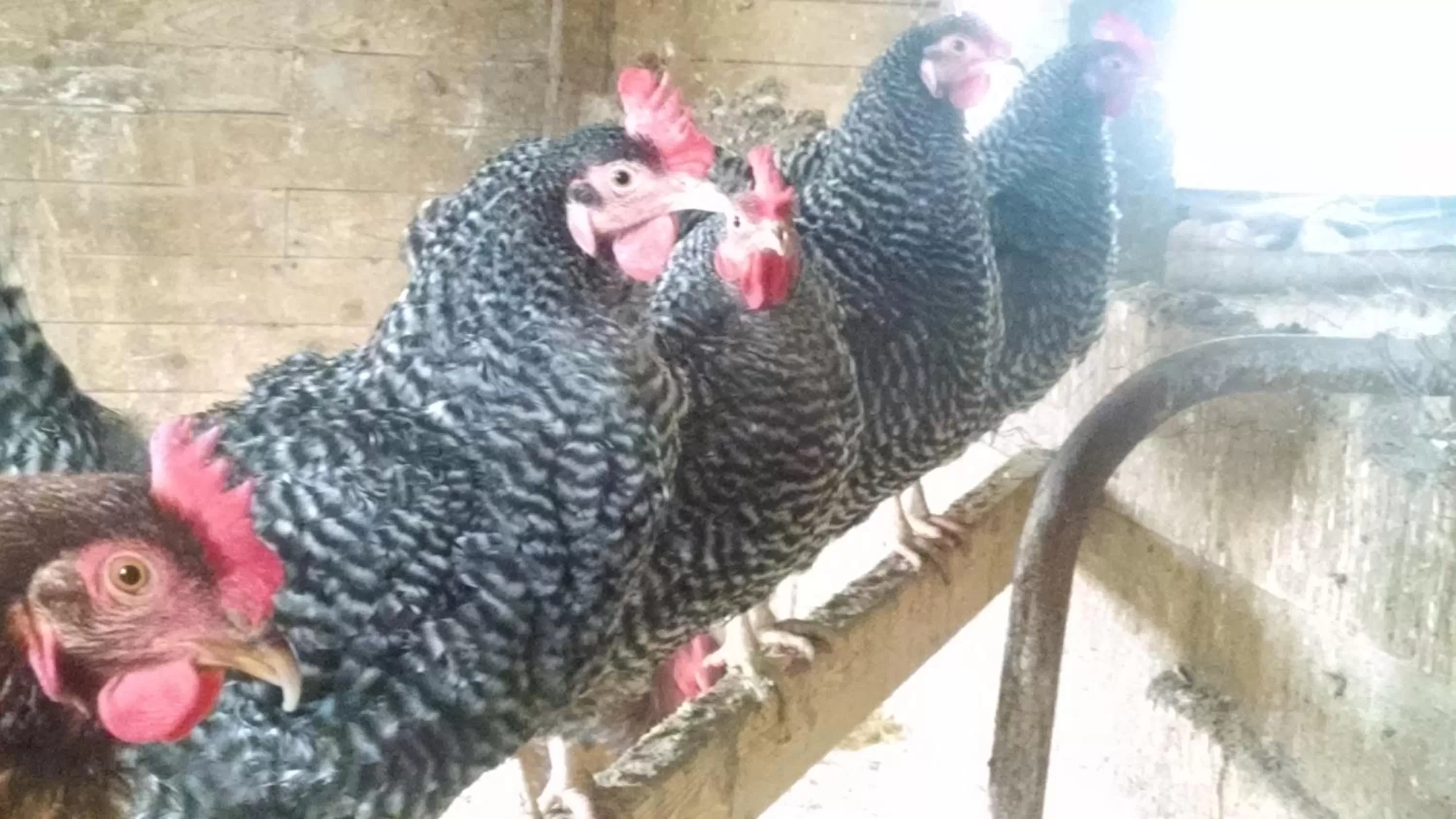 Animals in Maple Hill Farm Inn