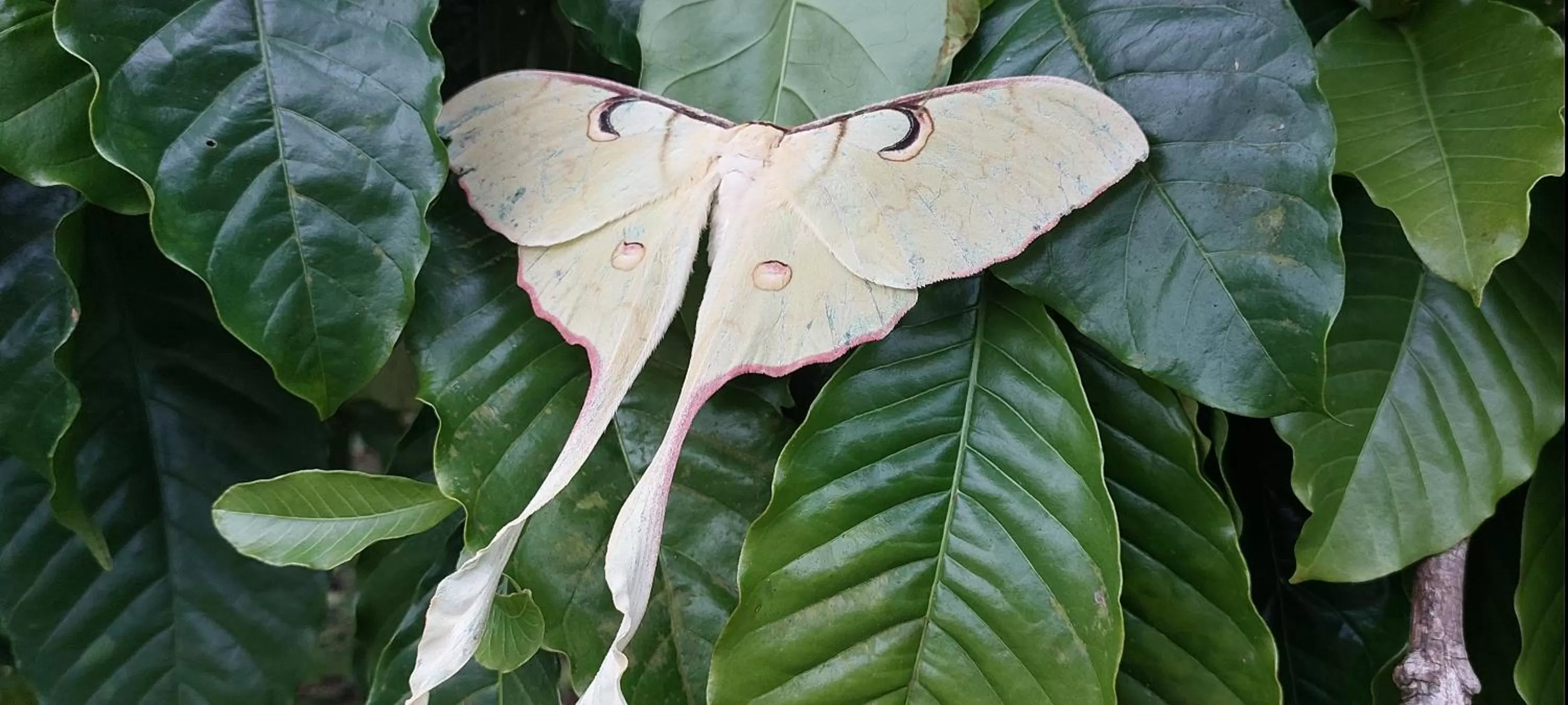 Animals in Magnolia Estates & Resorts