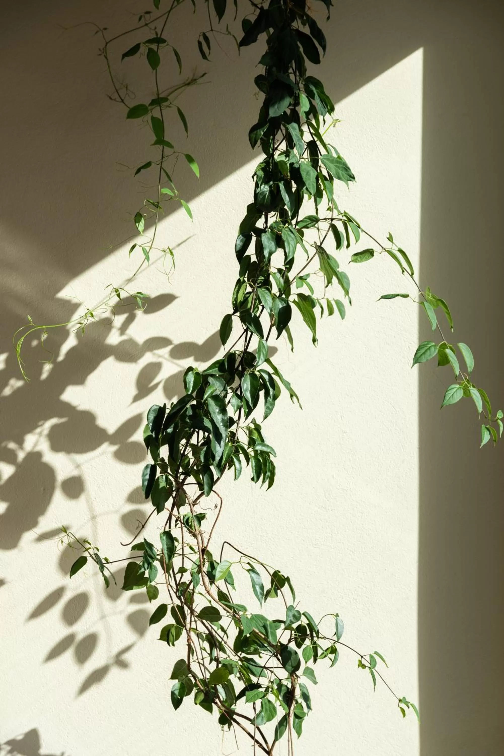 Decorative detail in Tau House