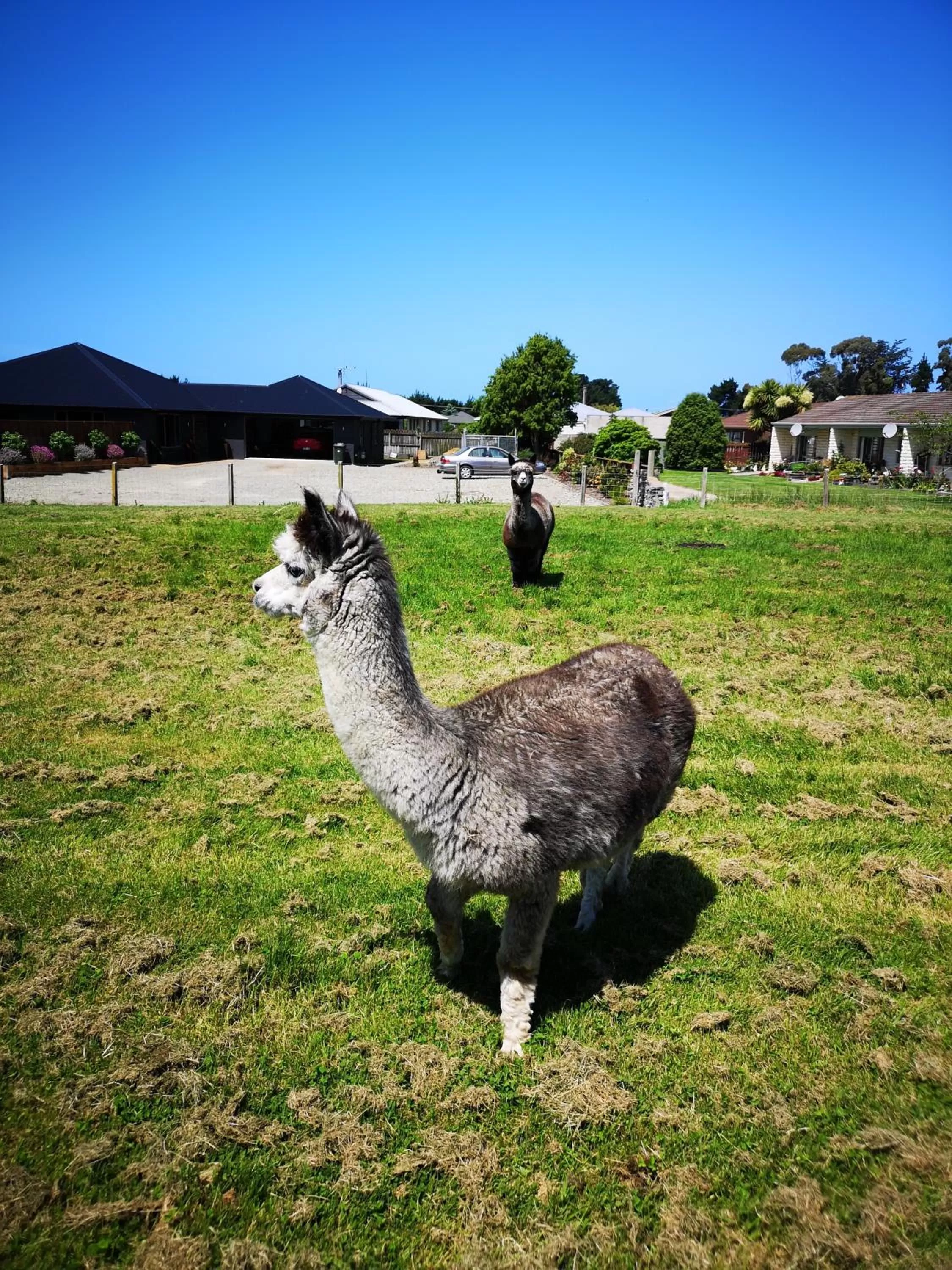 Animals in Colonial Lodge Motel