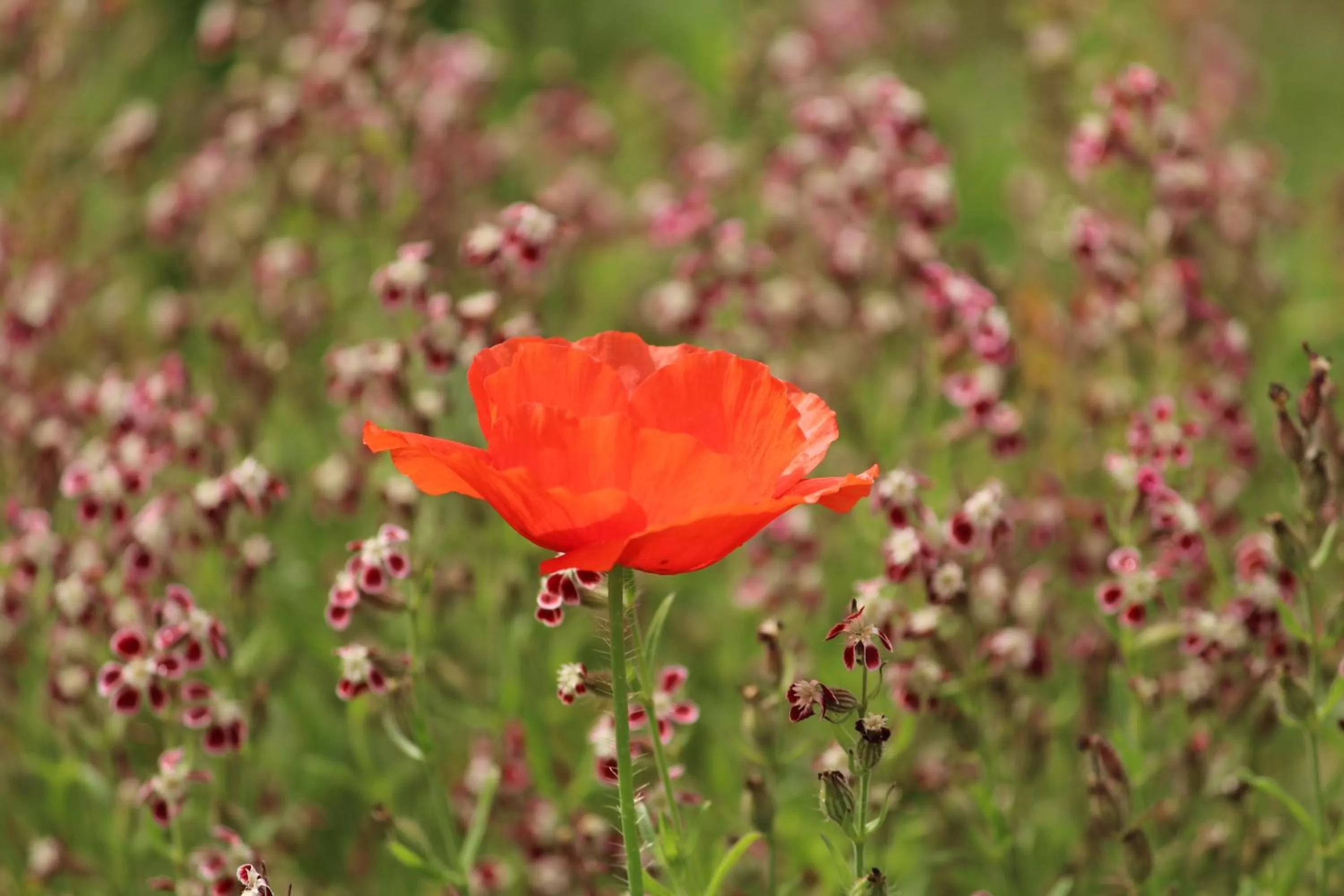 Garden in Hotel Boutique Casa Werner