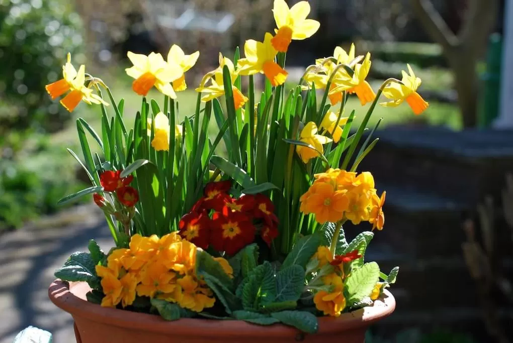 Garden in Comfortable rooms